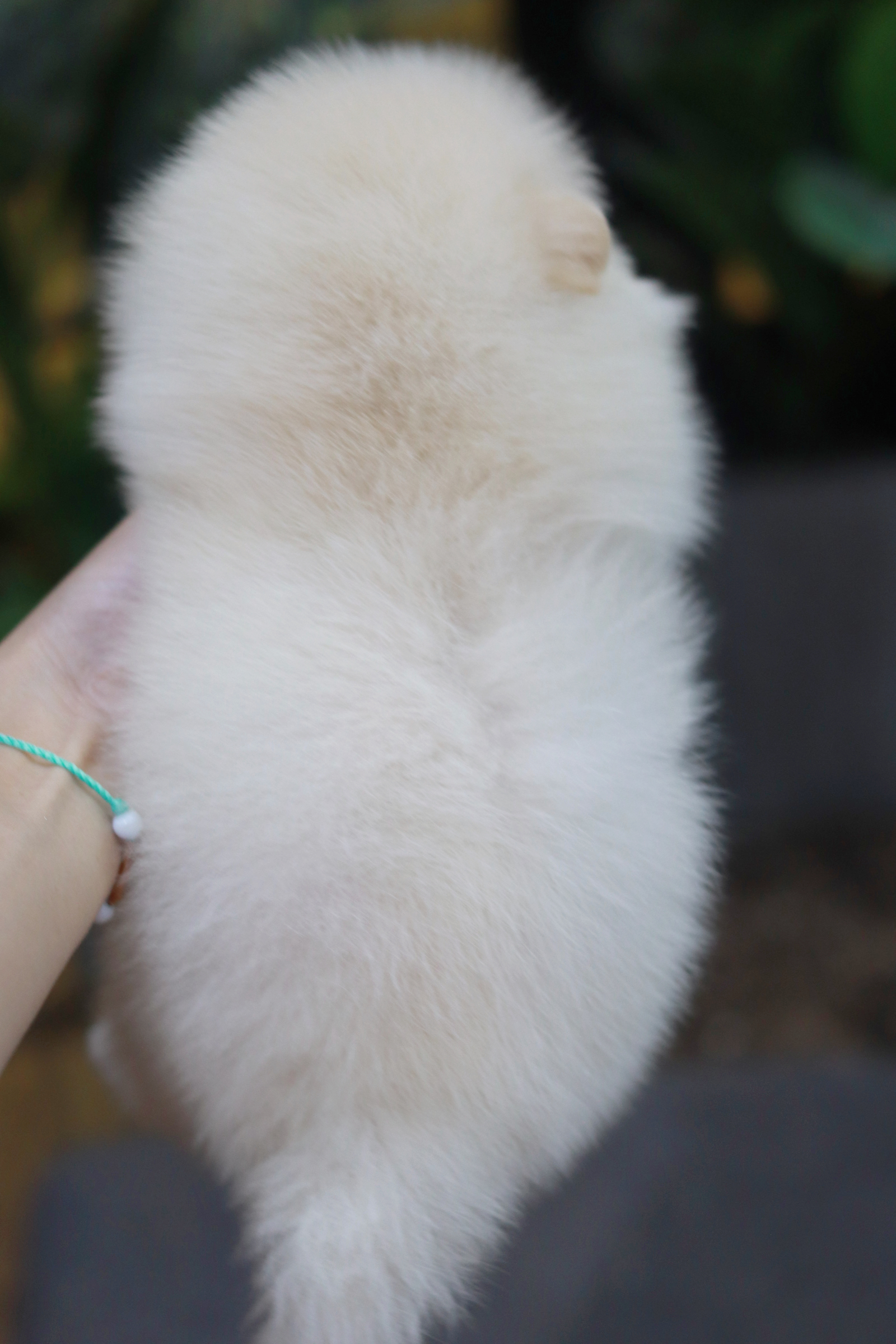 ปอมเมอเรเนียน เพศผู้