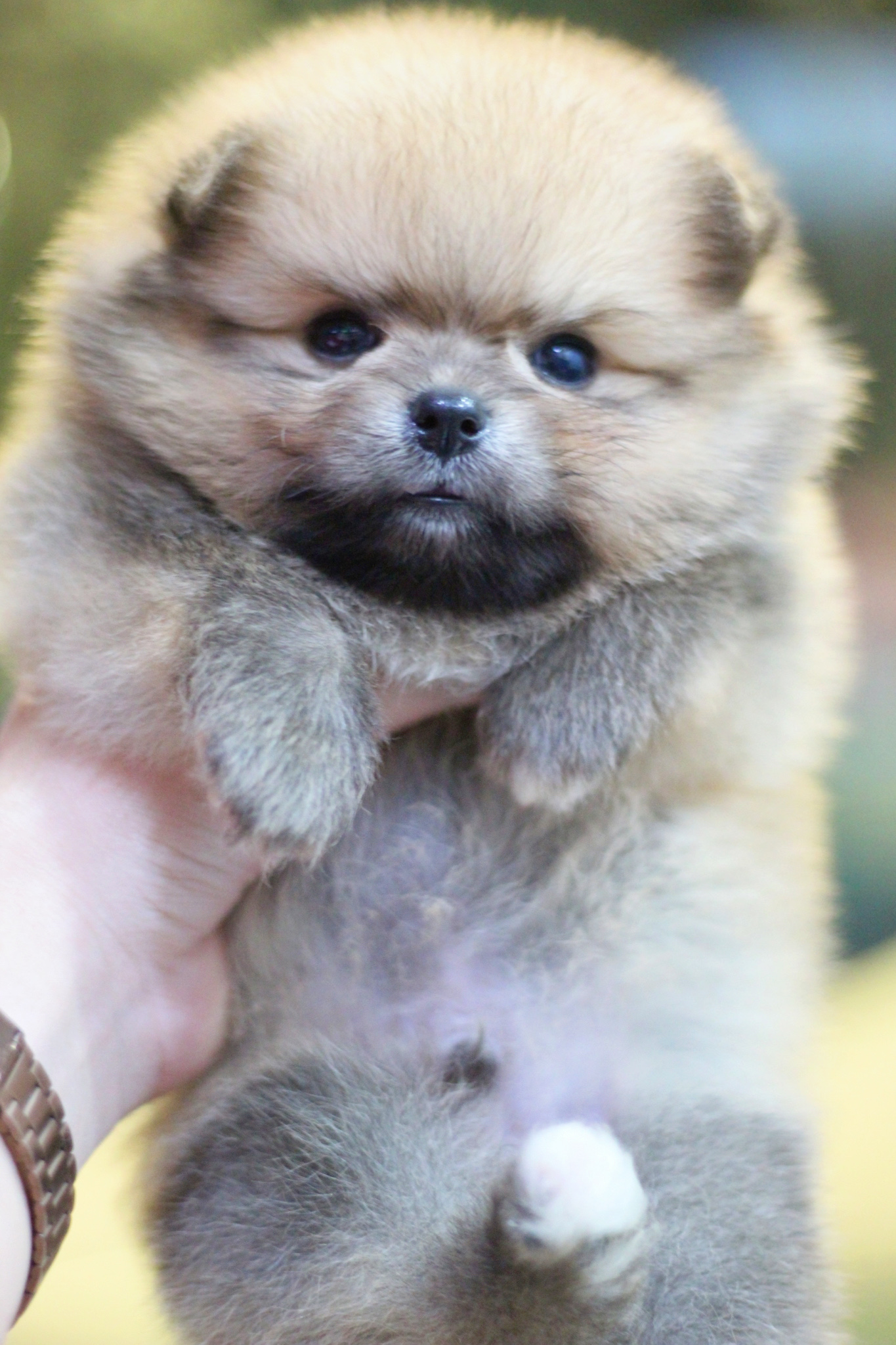 ปอมเมอเรเนียน เพศผู้ สีส้ม