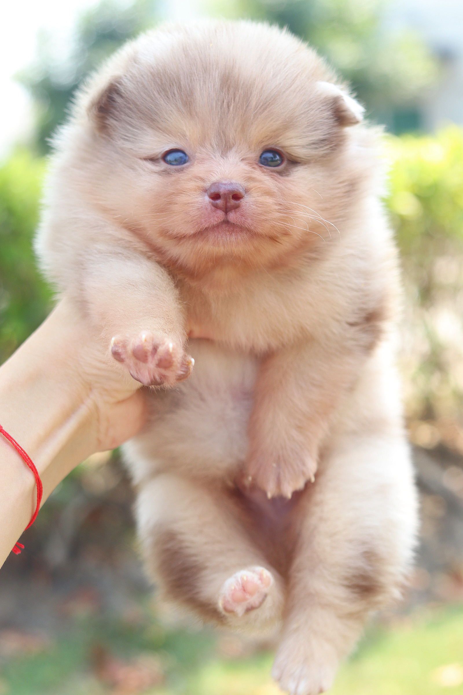 ปอมเมอเรเนียน เพศผู้สีช็อคเมอร์เร่