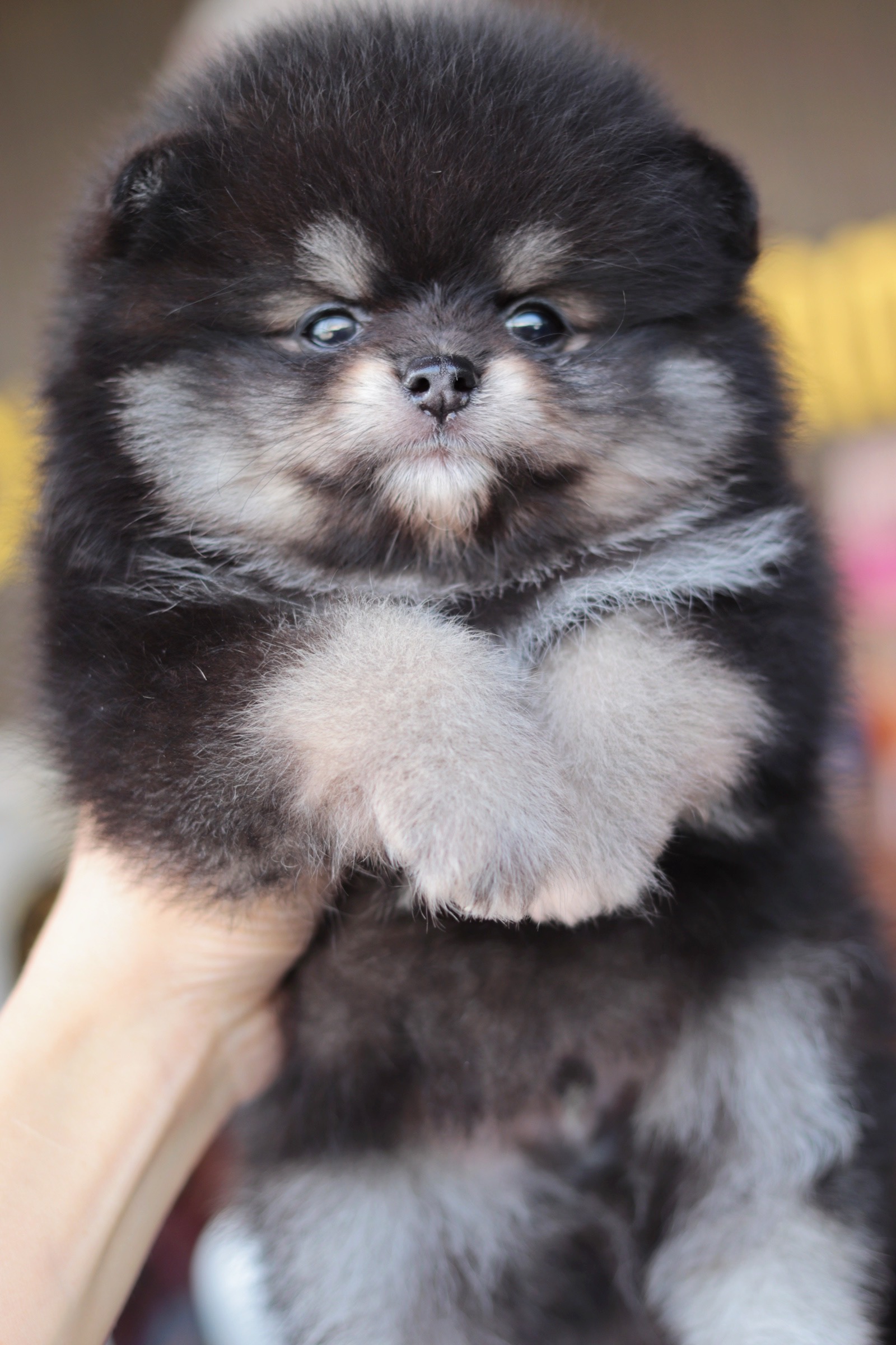 ปอมเมอเรเนียน เพศผู้ แบล็คแทนหน้าฟ็อก