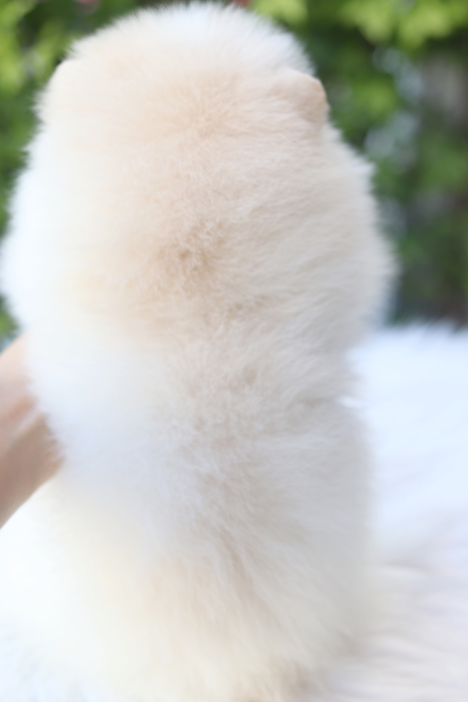 ปอมเมอเรเนียน เพศเมียสีขาวครีม