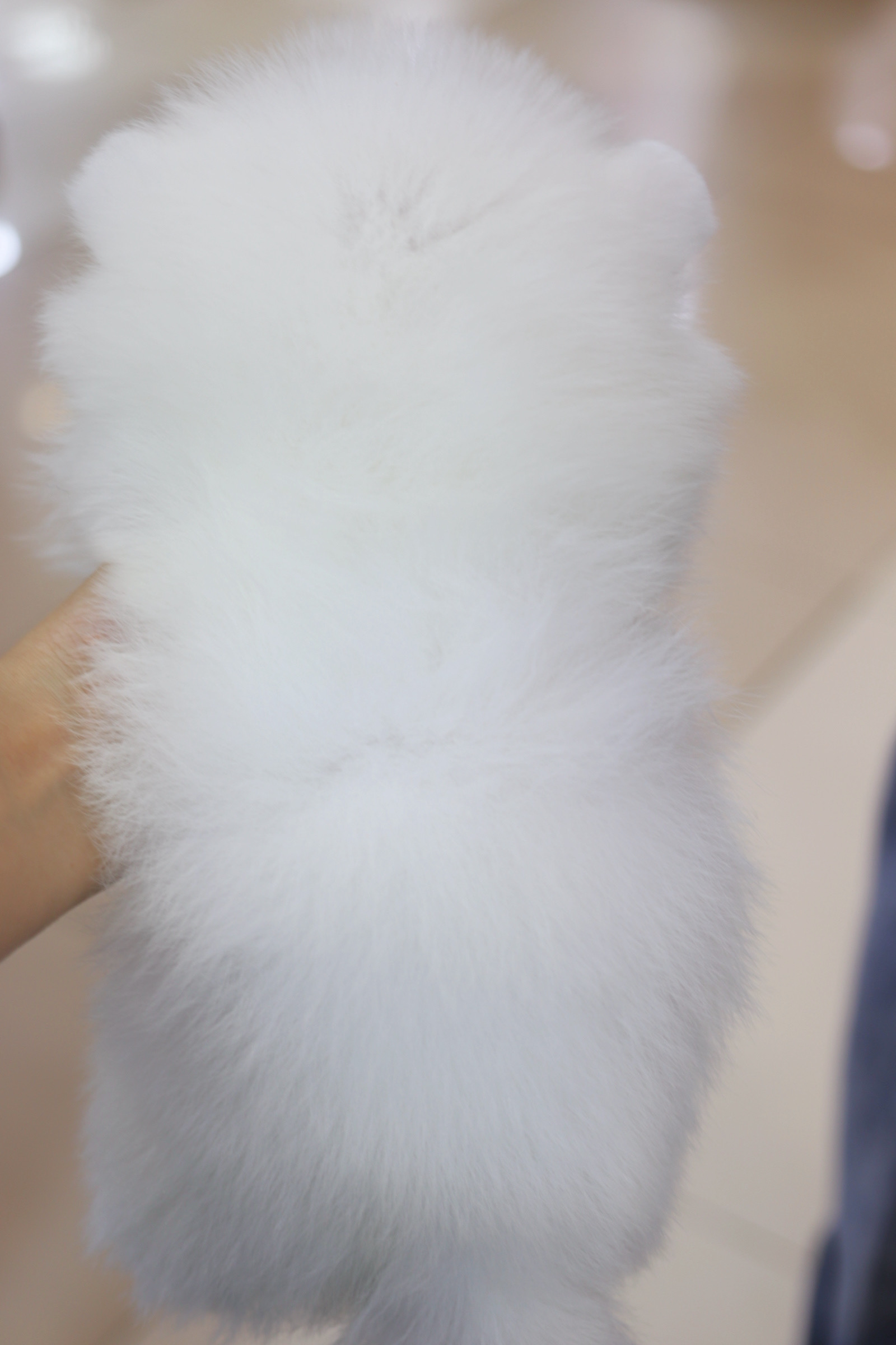 ปอมเมอเรเนียน เพศผู้สีขาว เกรดโชว์