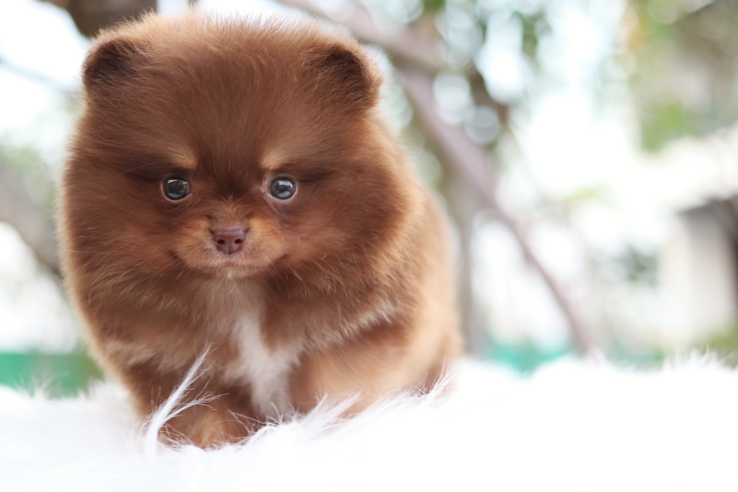 ปอมเมอเรเนียน เพศผู้ สีช็อคแทน