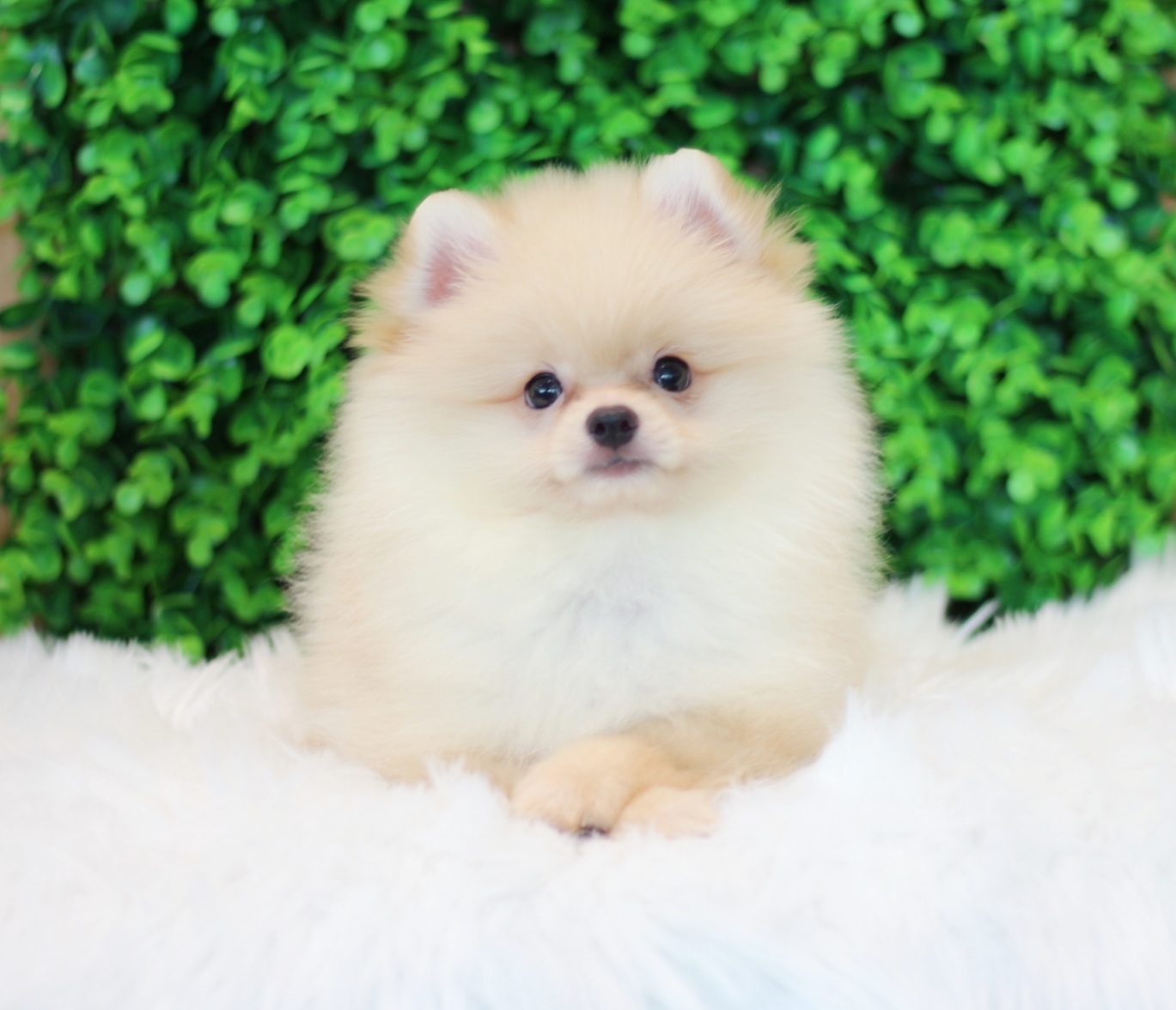 ปอมเมอเรเนียน เพศผู้สีขาวครีม