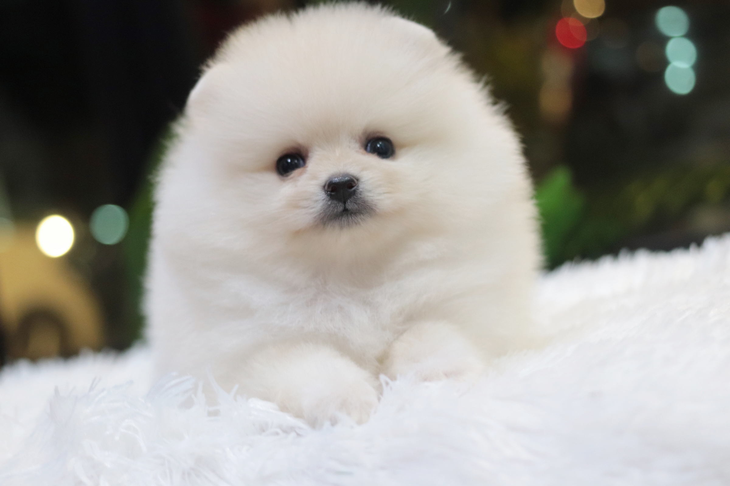 ปอมเมอเรเนียน เพศเมียสีขาวครีมขนแน่นๆ