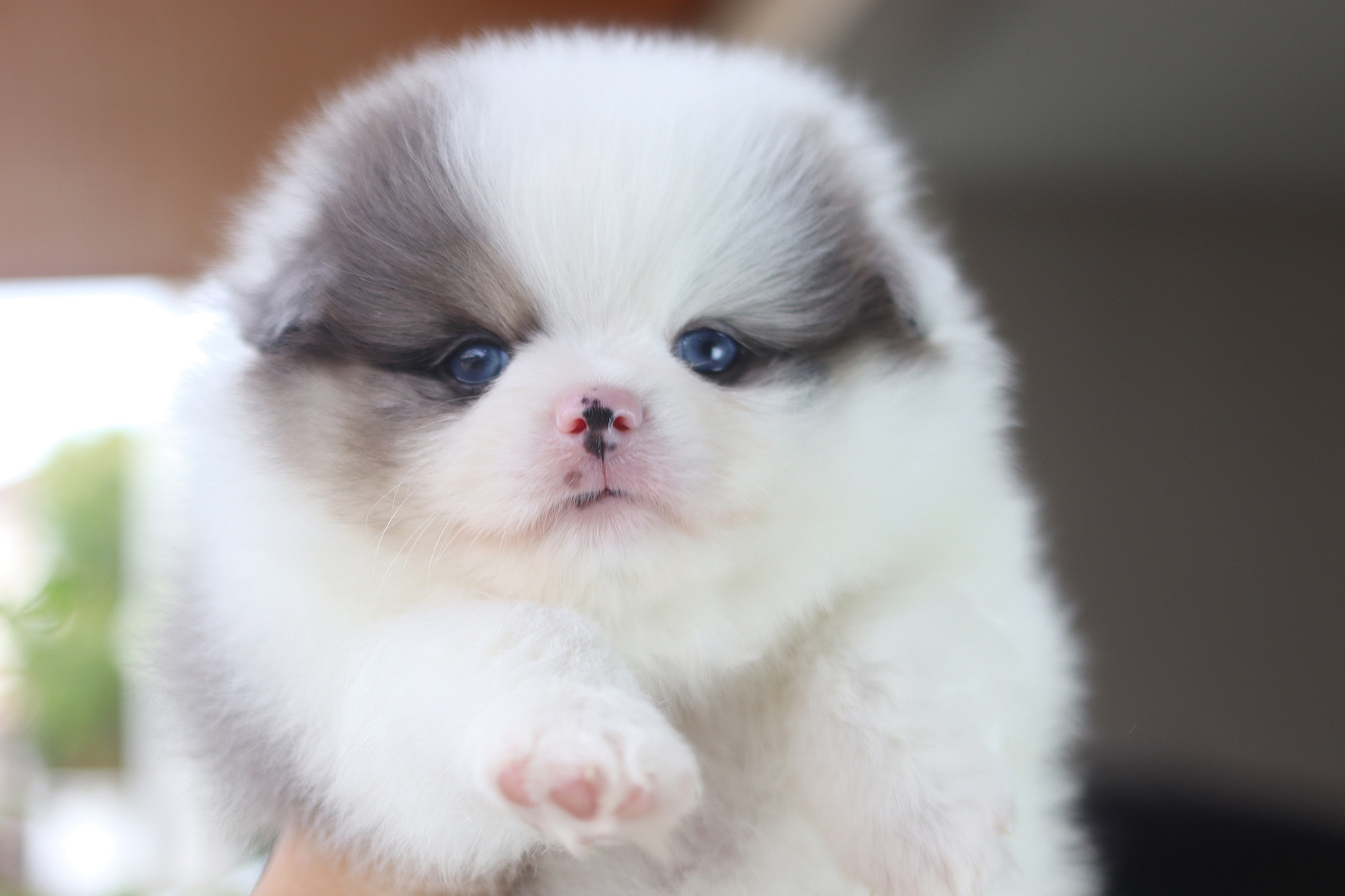 ปอมเมอเรเนียน เพศผู้ สีแฟนซี