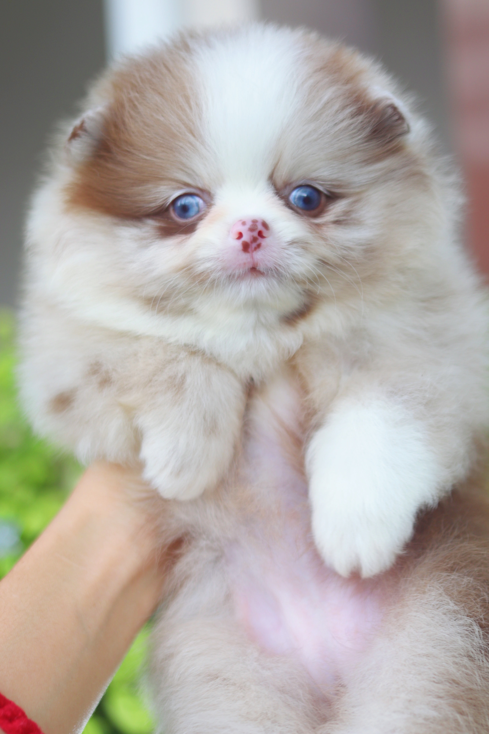 ปอมเมอเรเนียน เพศเมีย สีช็อคเมอร์เร่ เกรดโชว์