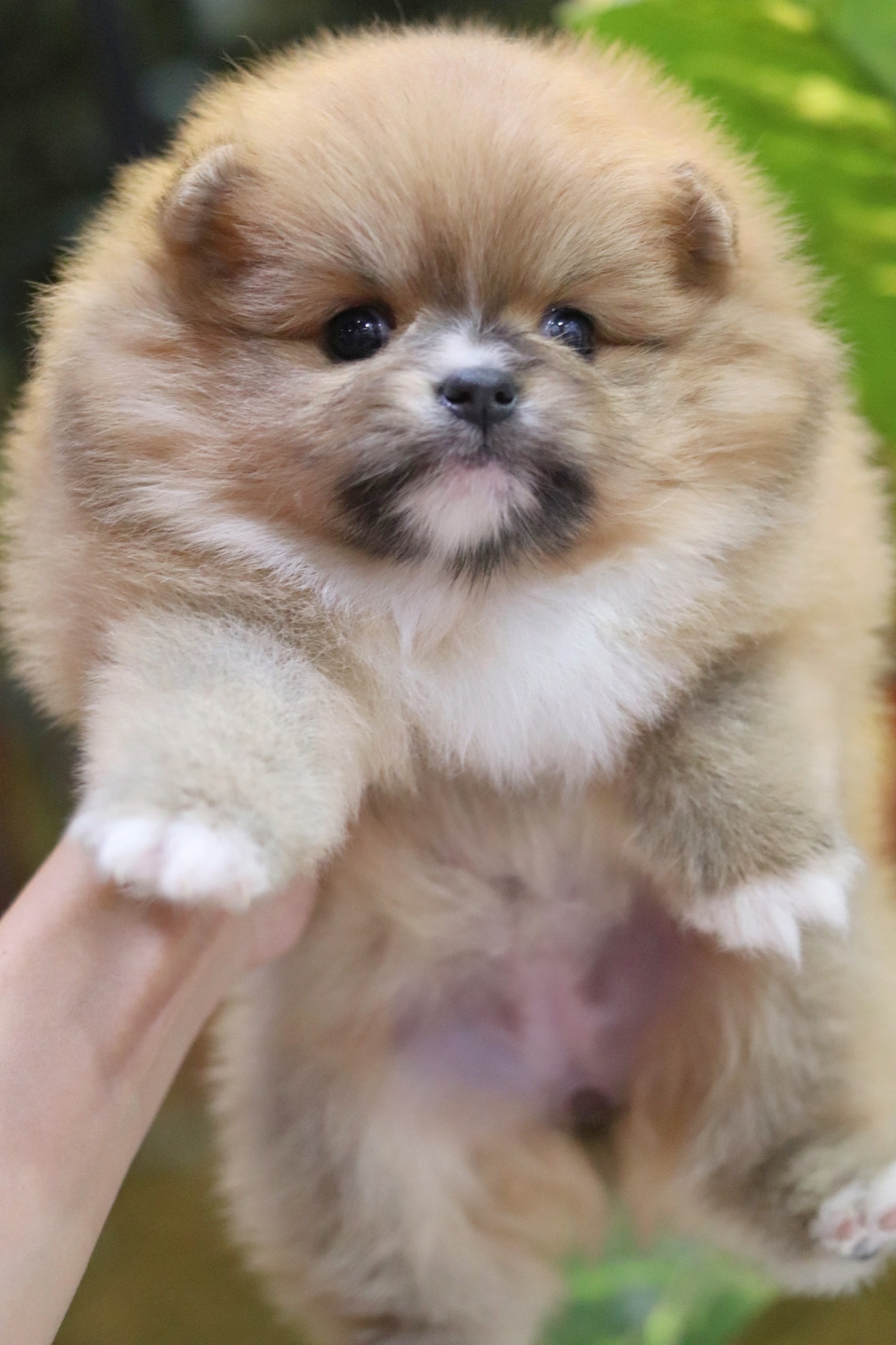 ปอมเมอเรเนียน เพศเมียสีส้ม