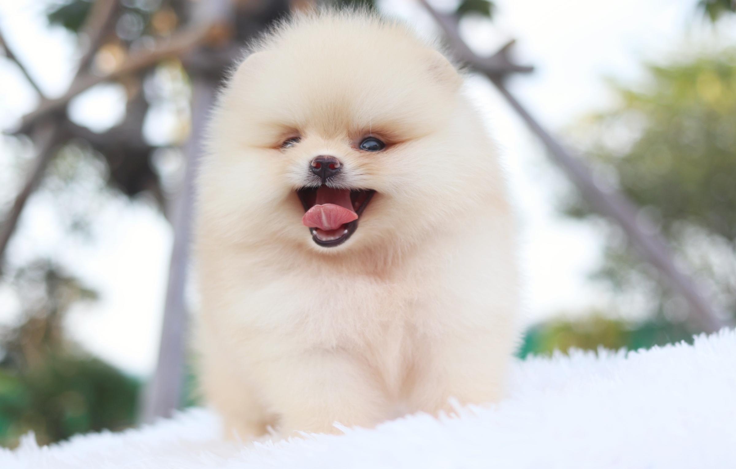 ปอมเมอเรเนียน เพศผู้ สีครีม