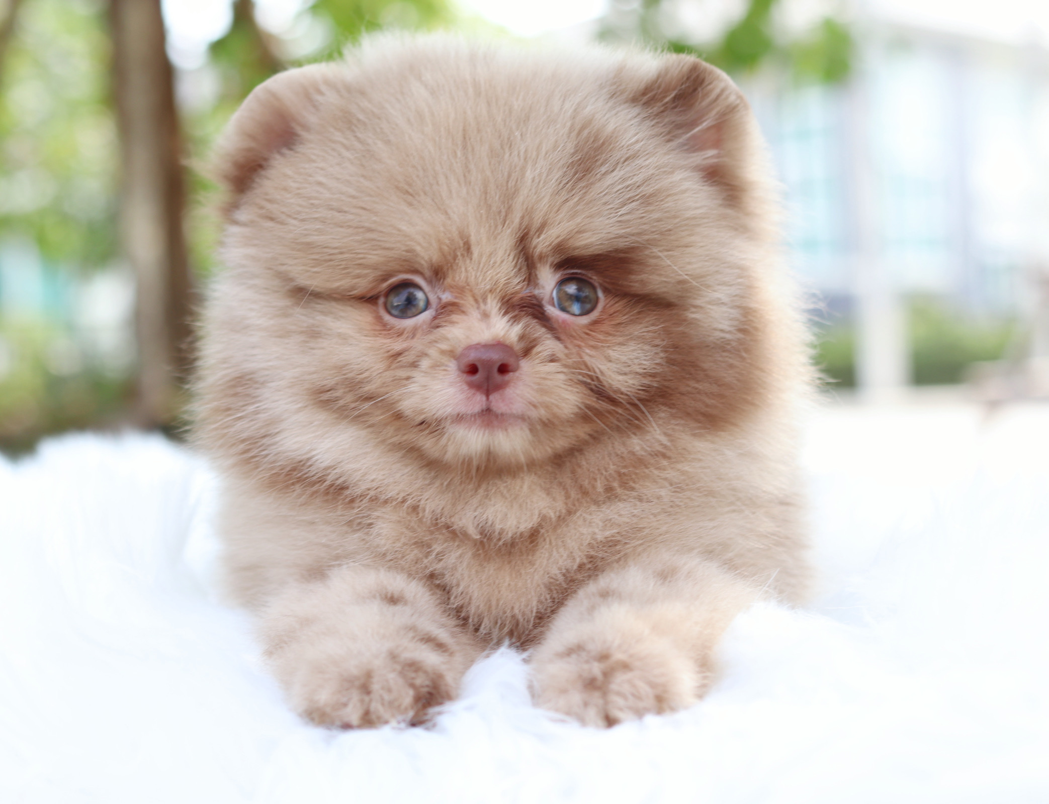 ปอมเมอเรเนียน เพศผู้ สีช็อคเมอร์เร่