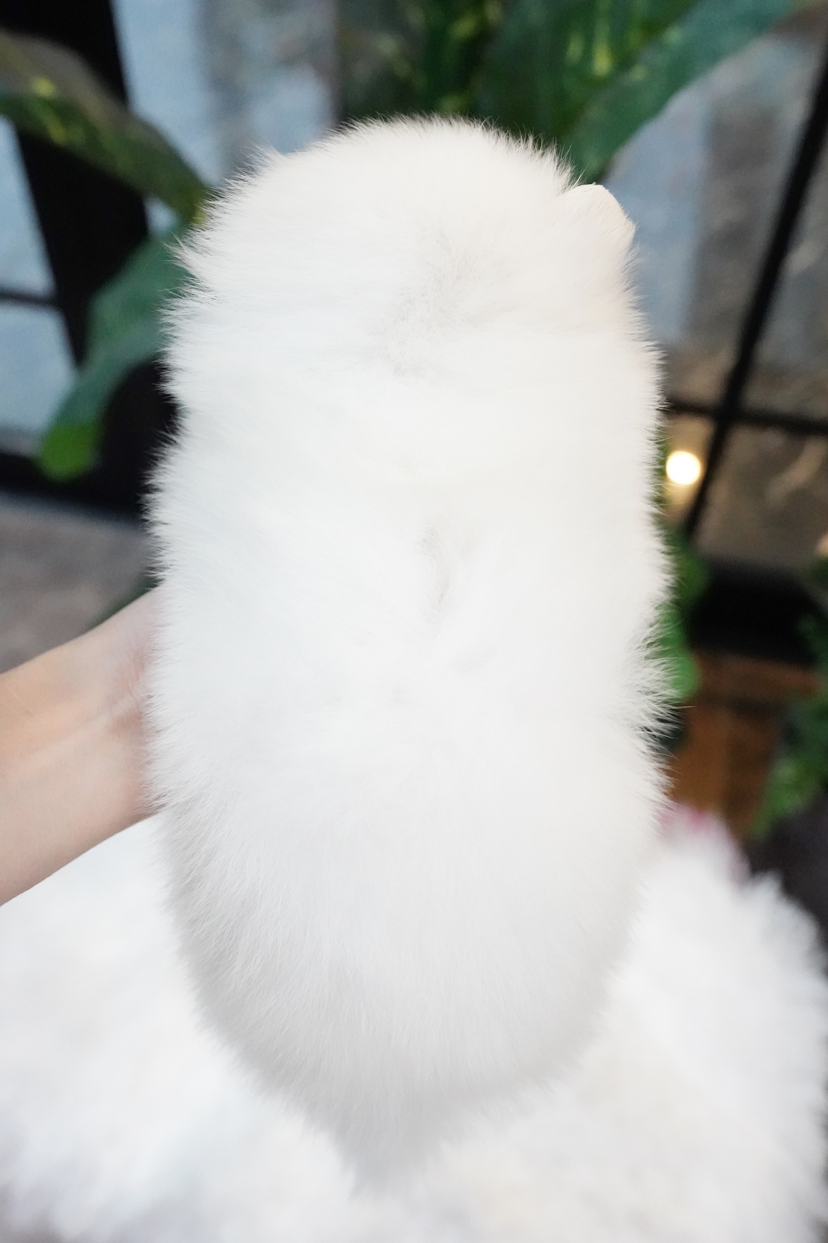 ปอมเมอเรเนียน เพศเมียสีขาวหน้าฟ็อก