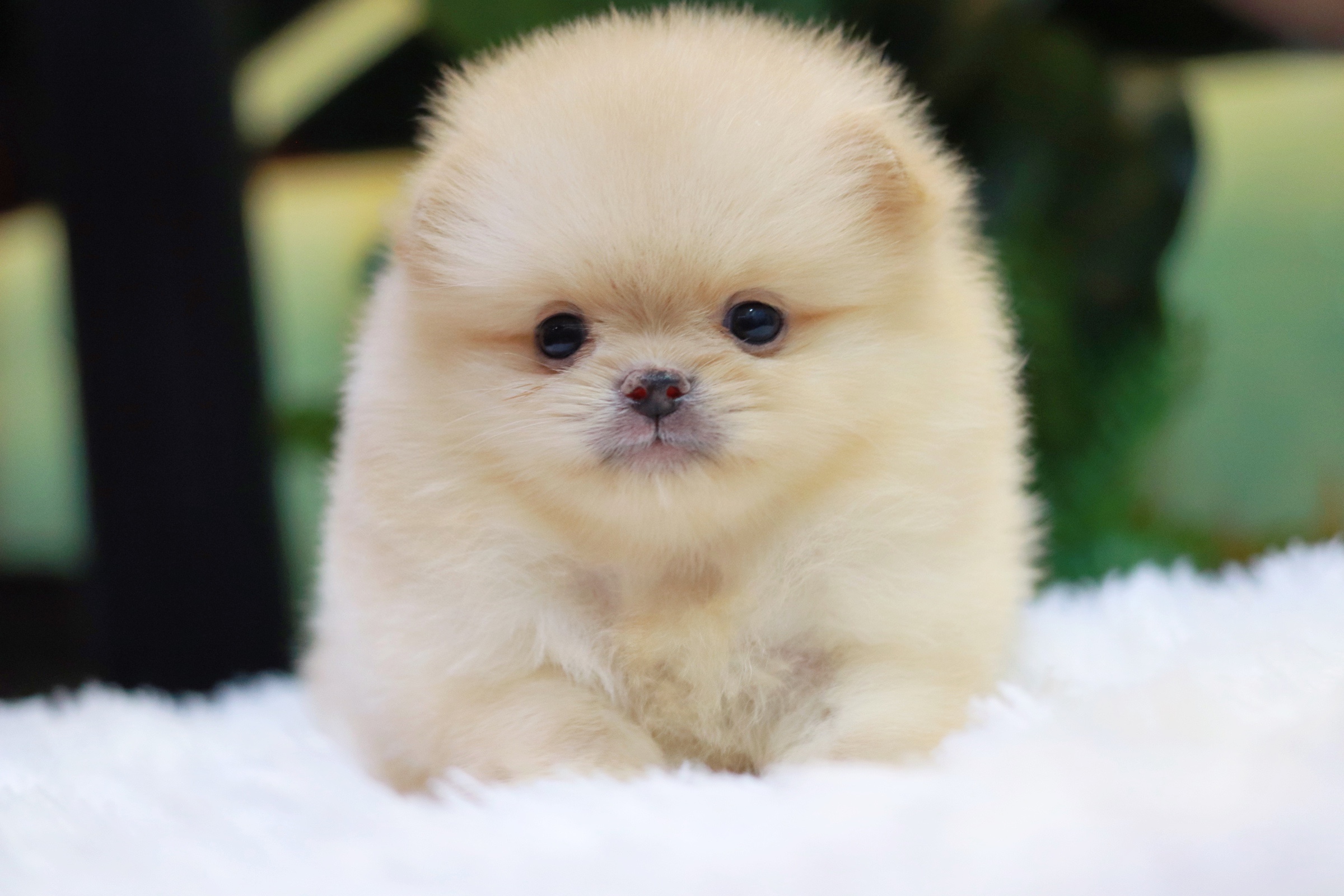 ปอมเมอเรเนียน เพศผู้สีครีม