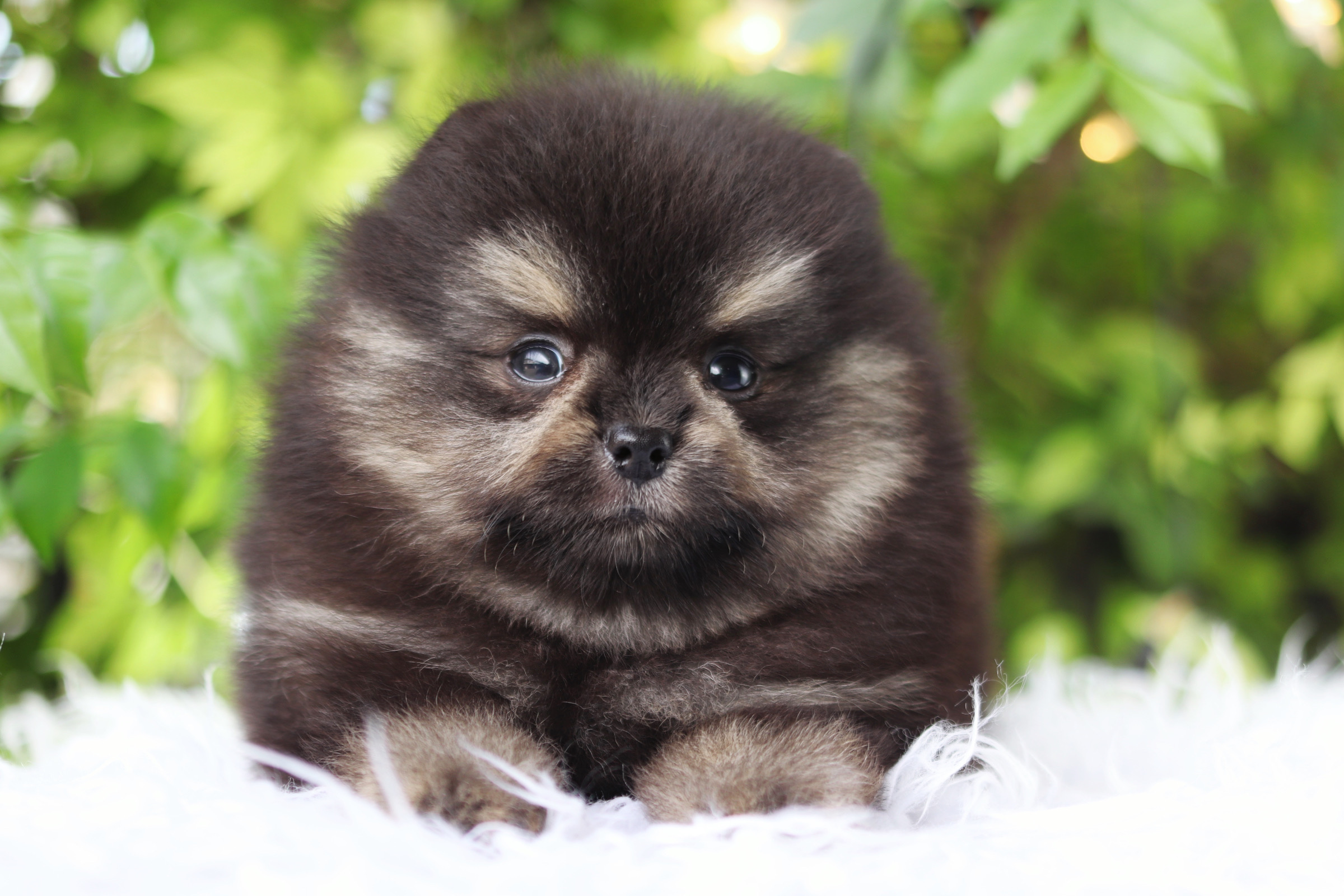 ปอมเมอเรเนียน เพศผู้สีแบล็คแทน