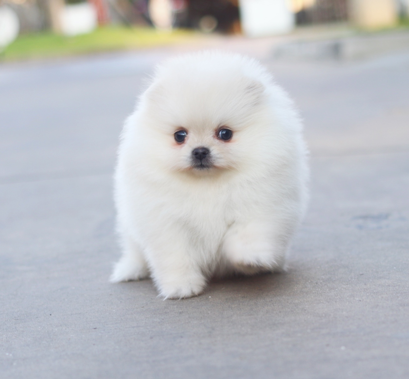 ปอมเมอเรเนียน เพศเมียสีขาวครีมเกรดโชว์