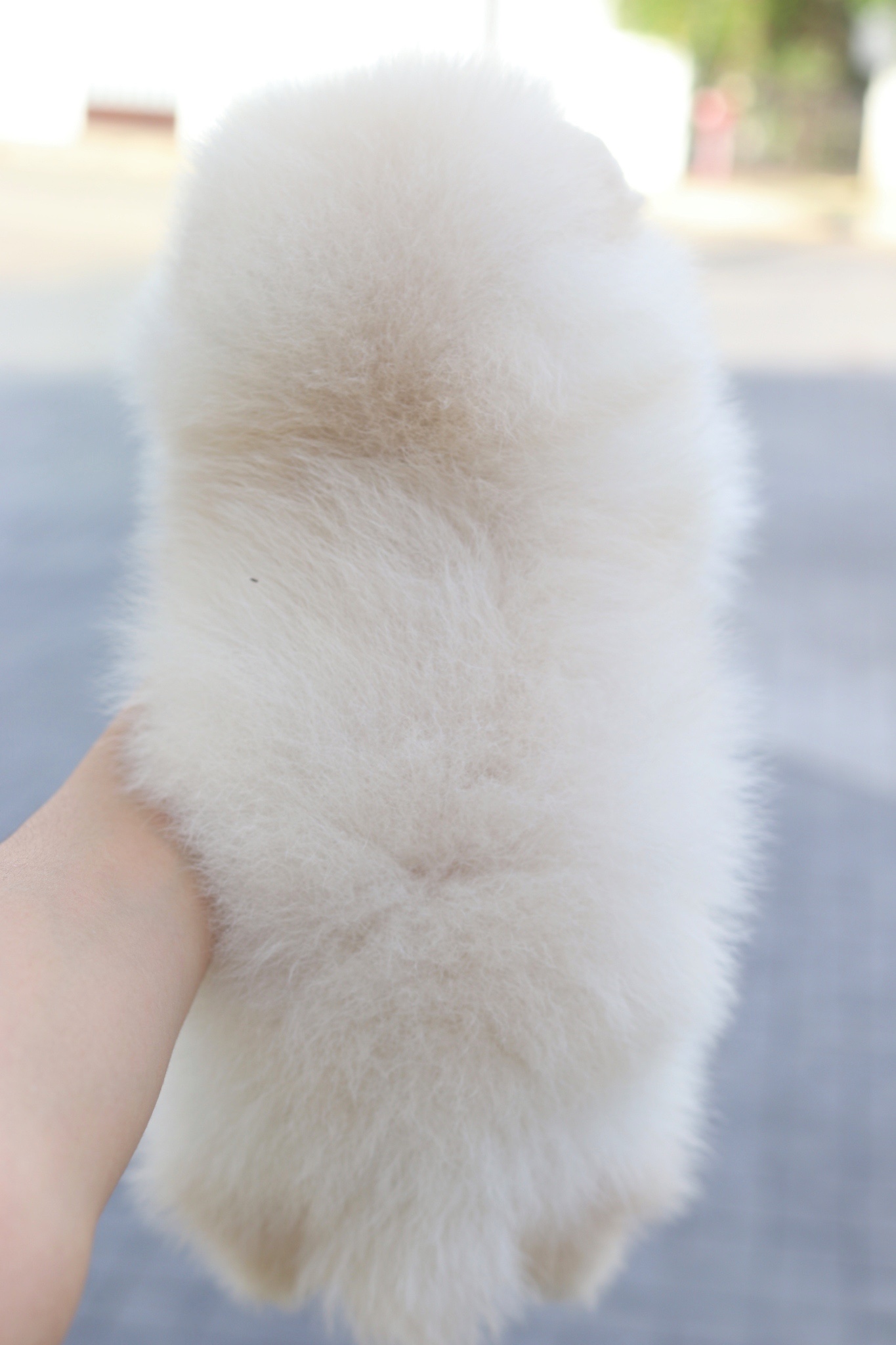 ปอมเมอเรเนียน เพศผู้สีครีม