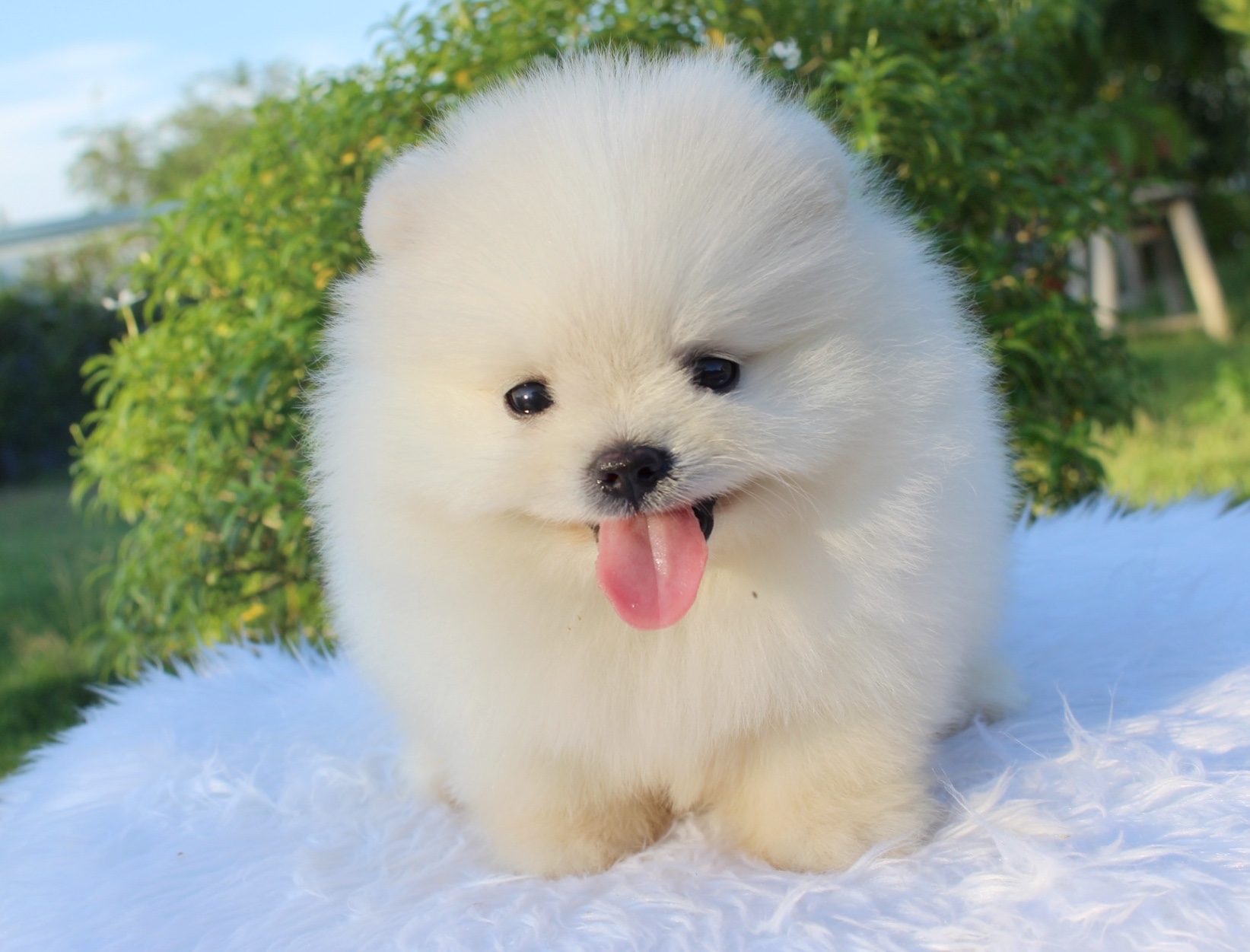 ปอมเมอเรเนียน เพศผู้ขาวครีม