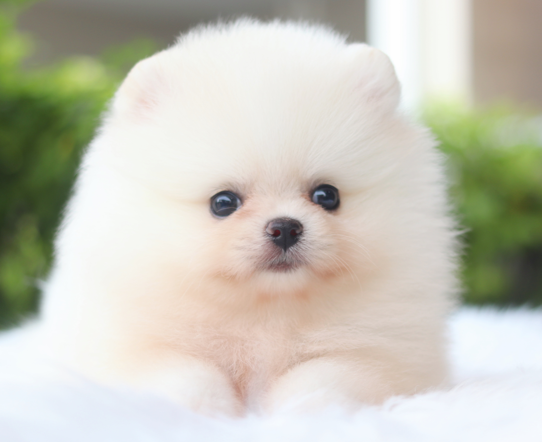 ปอมเมอเรเนียน เพศเมียสีขาวครีมเกรดโชว์