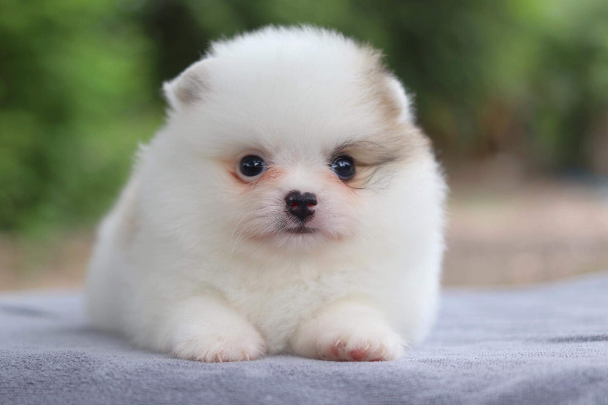 ปอมเมอเรเนียน เพศผู้