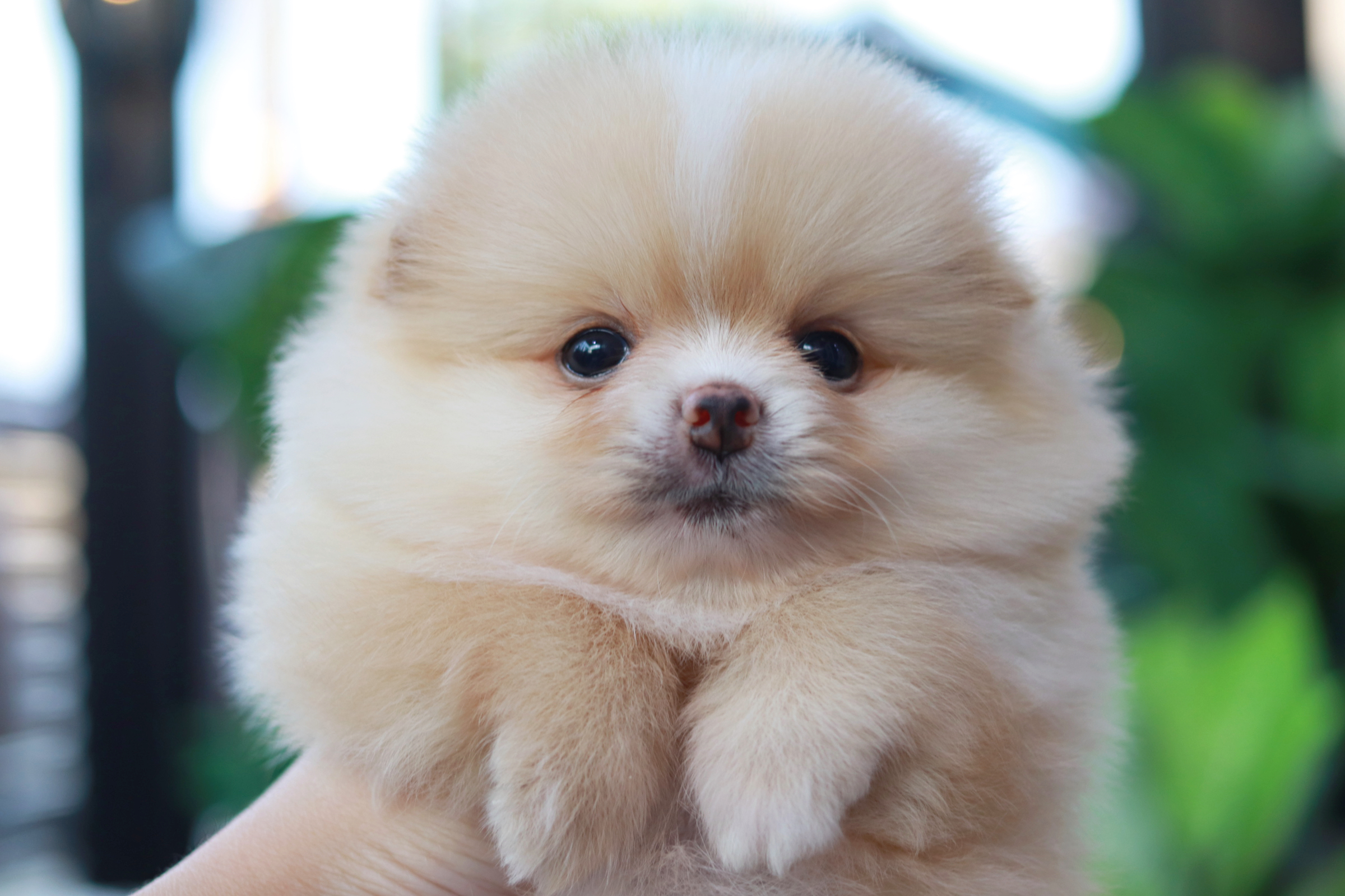 ปอมเมอเรเนียน เพศเมีย