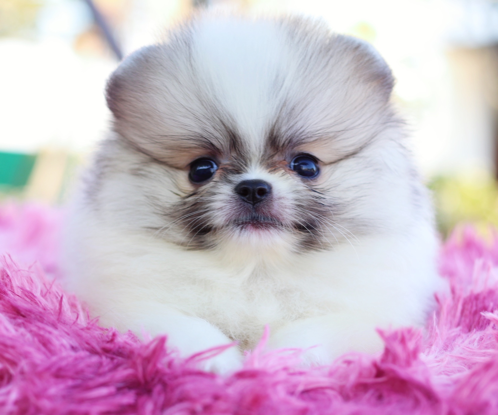 ปอมเมอเรเนียน เพศผู้ แฟนซี ไซส์เล็ก