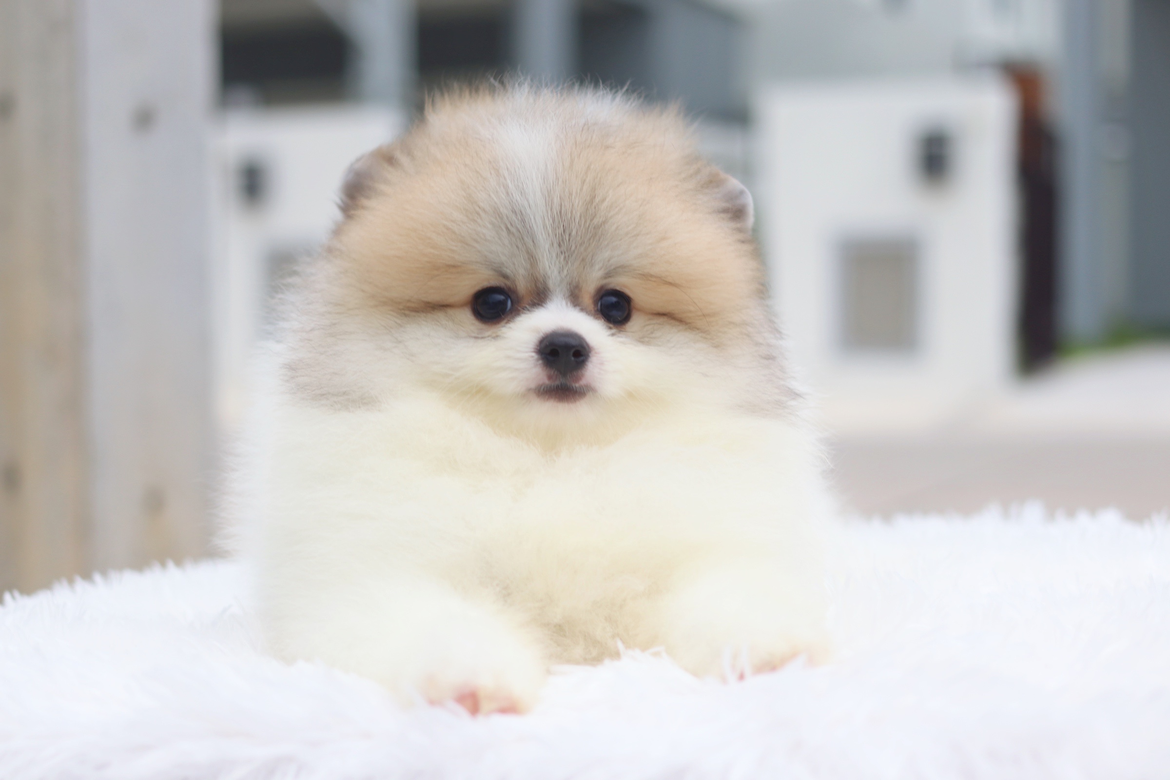 ปอมเมอเรเนียน เพศผู้ สีแฟนซี