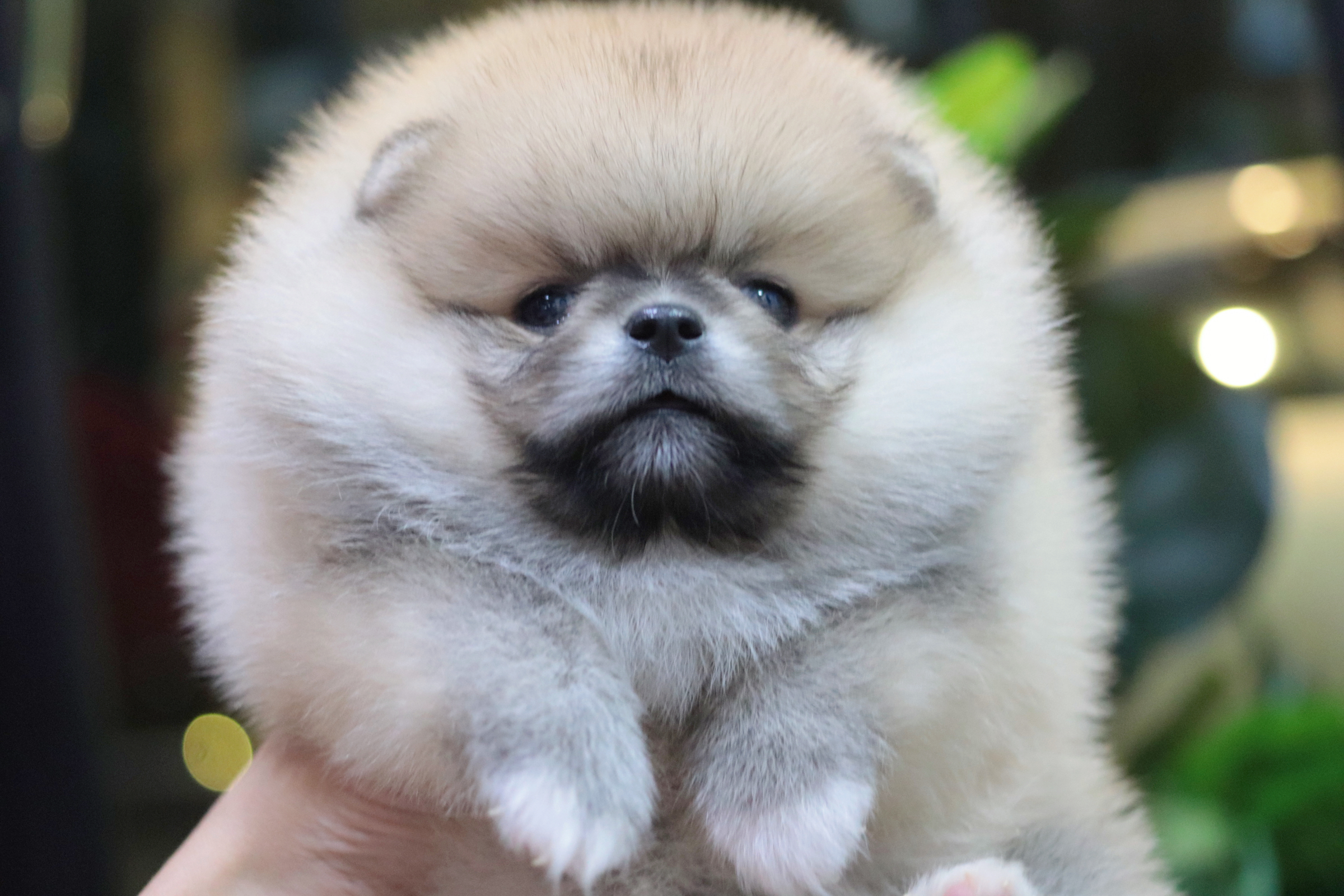 ปอมเมอเรเนียน เพศเมียสีส้มเกรดโชว์