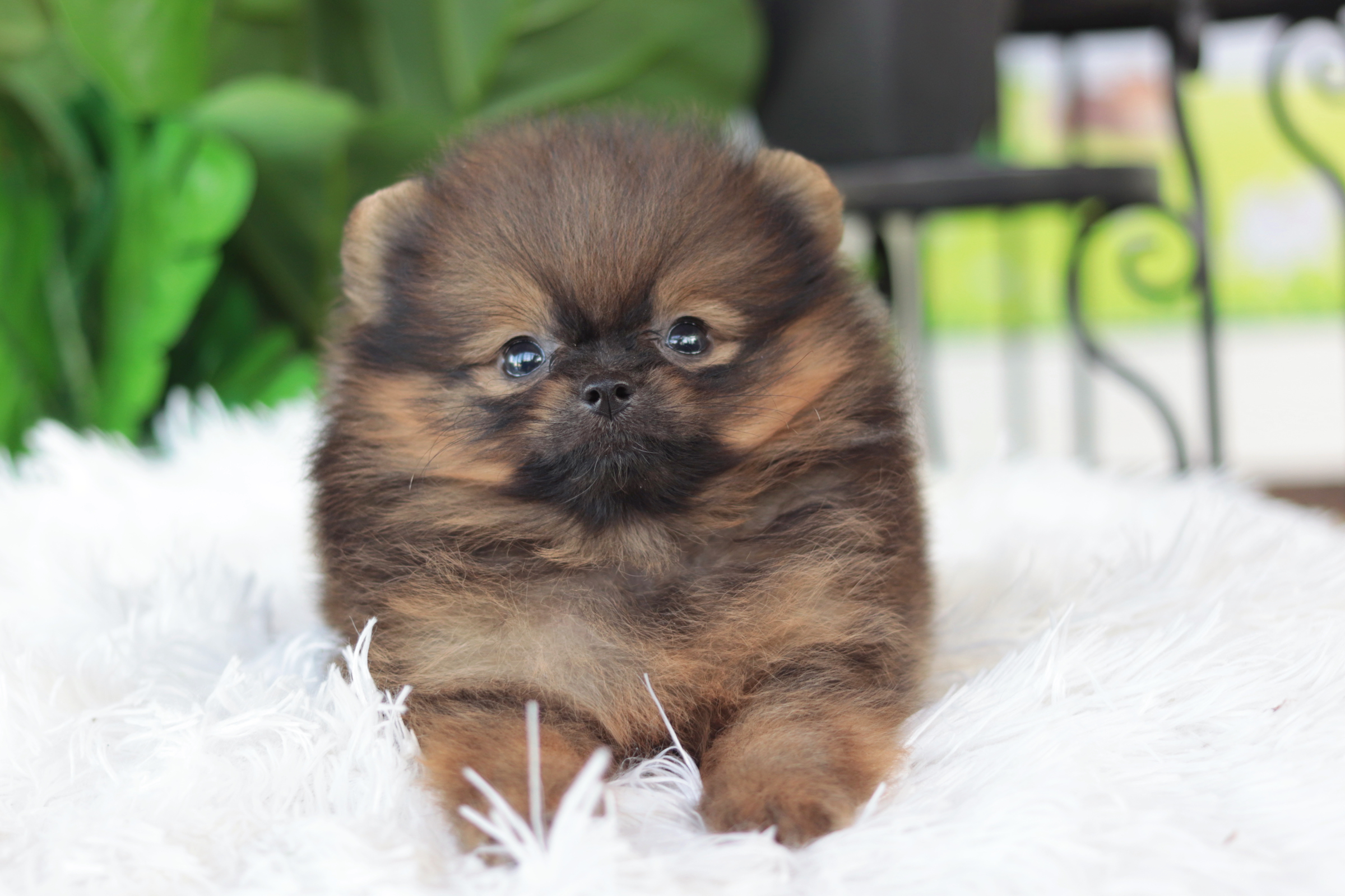 ปอมเมอเรเนียน เพศผู้สีส้ม