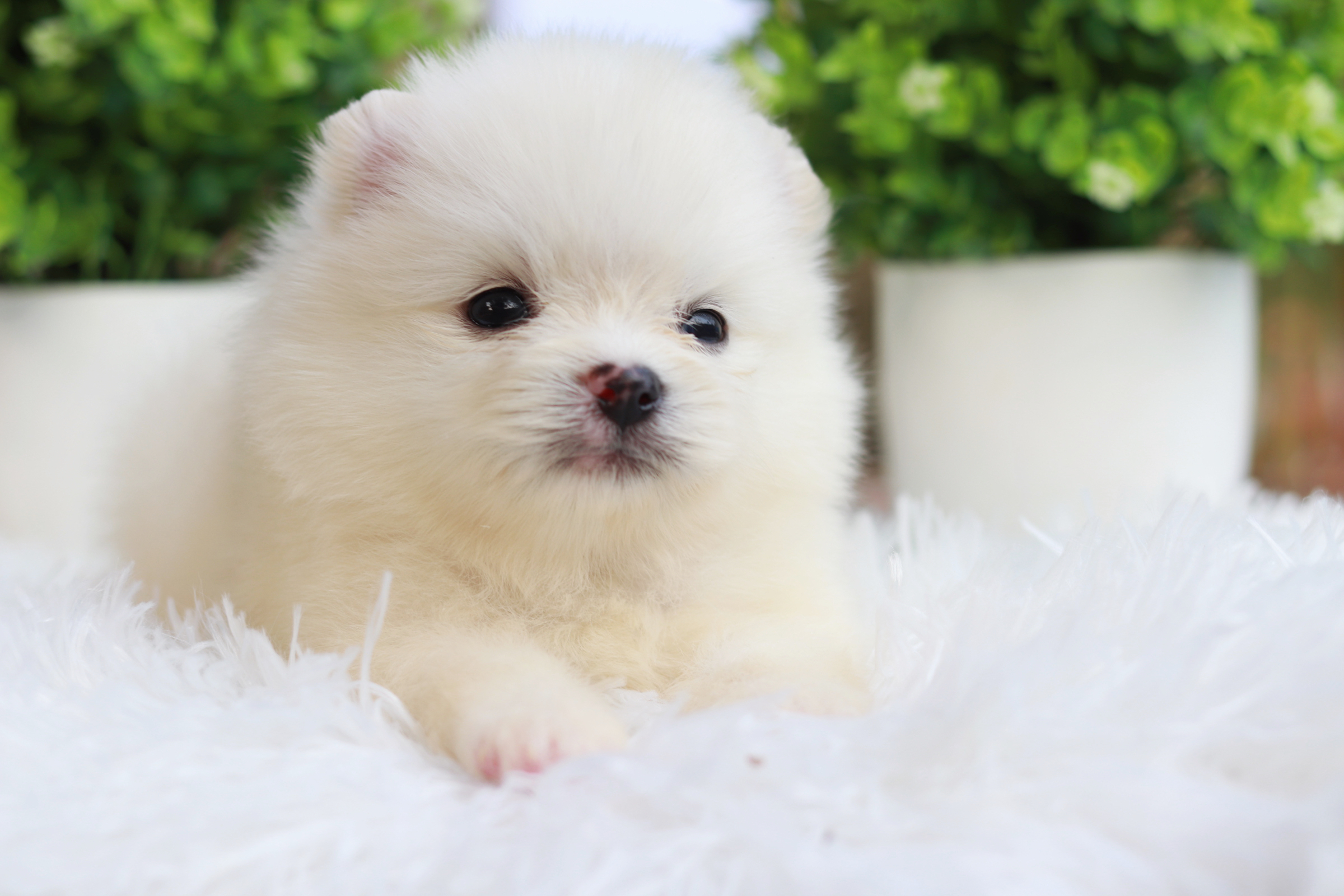 ปอมเมอเรเนียน เพศผู้ ทีคัพ