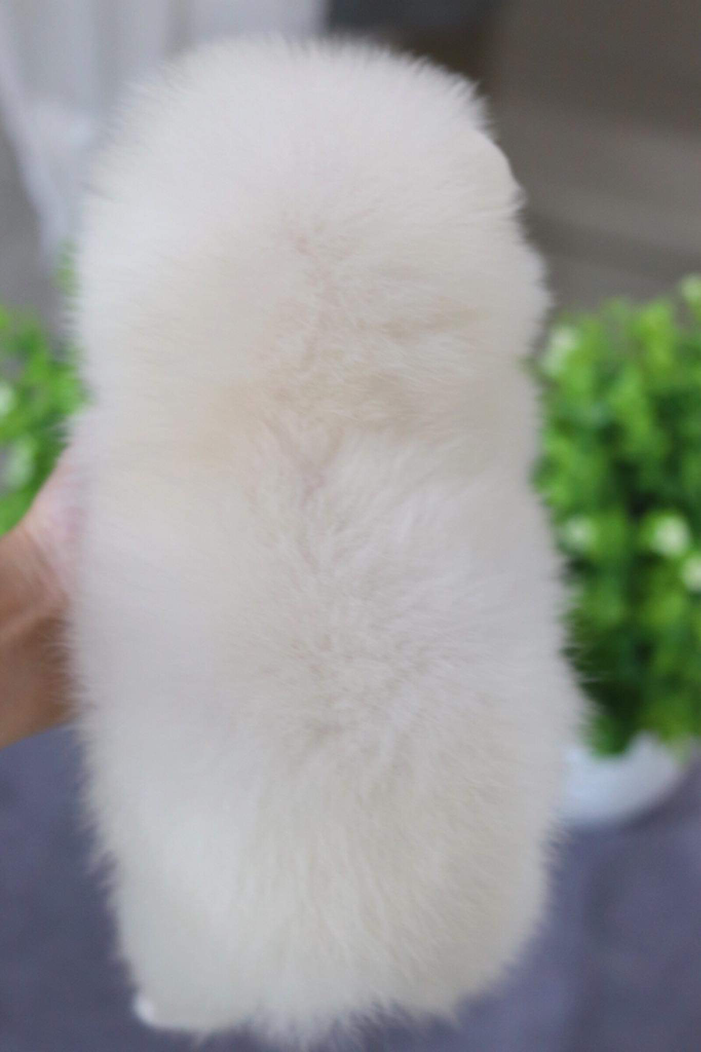 ปอมเมอเรเนียน เพศเมีย