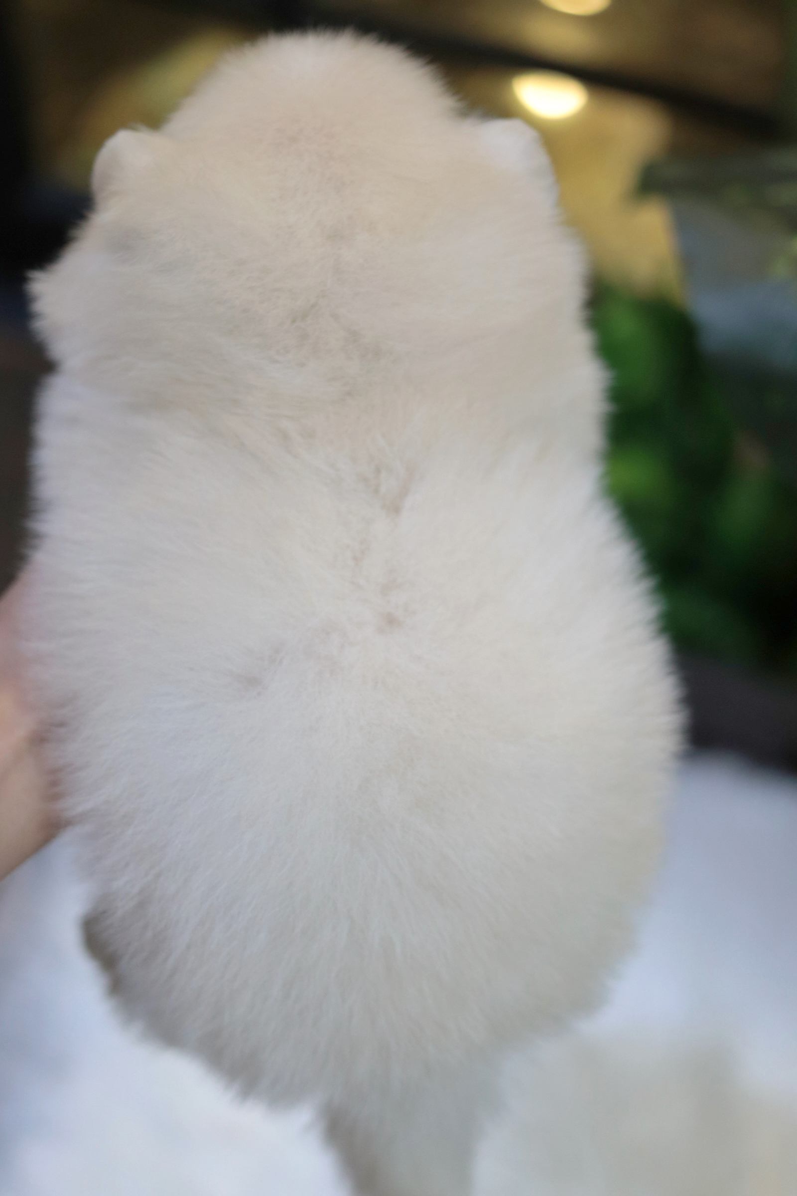 ปอมเมอเรเนียน เพศผู้ สีขาวครีม