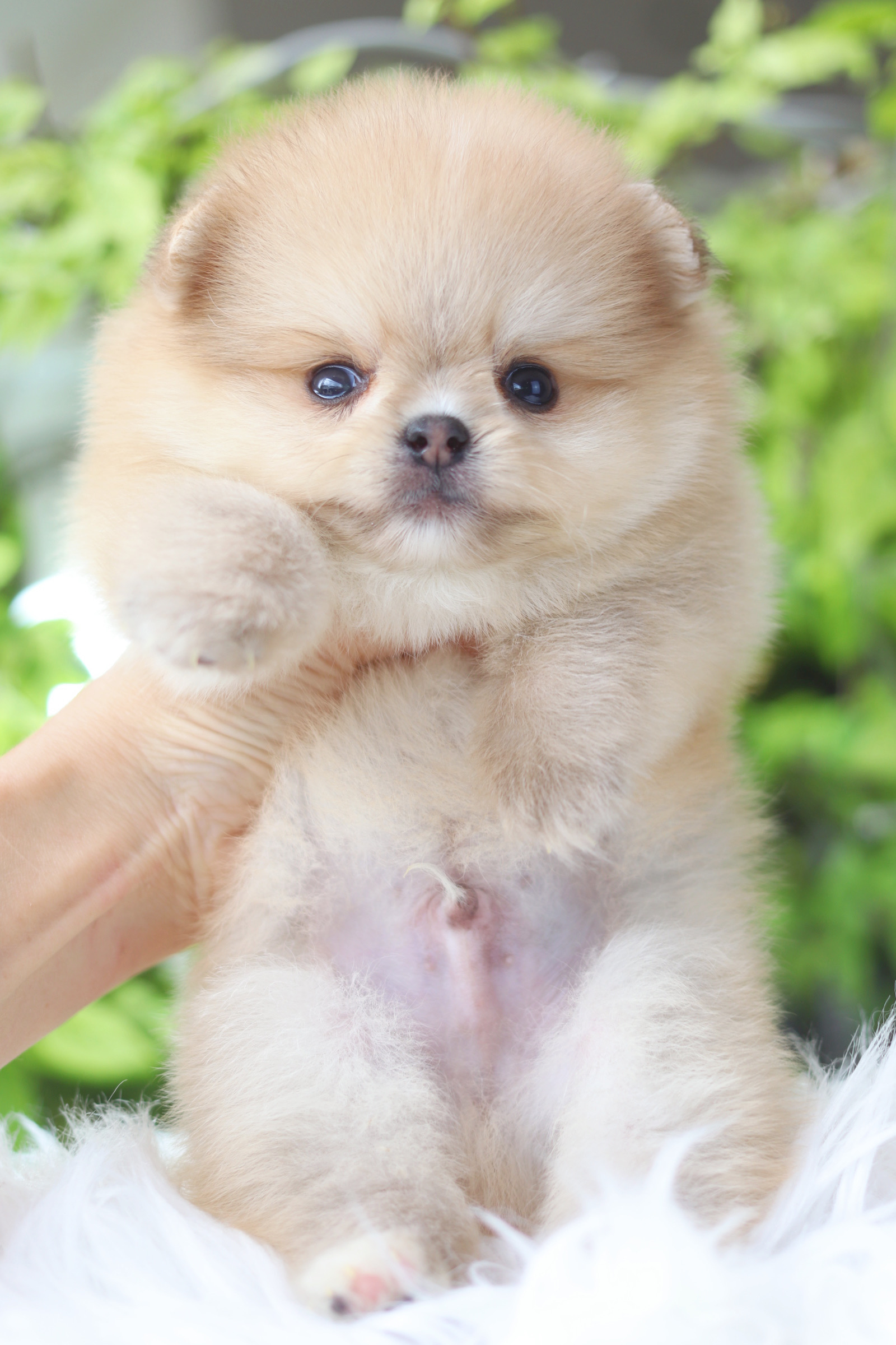 ปอมเมอเรเนียน เพศผู้สีส้ม