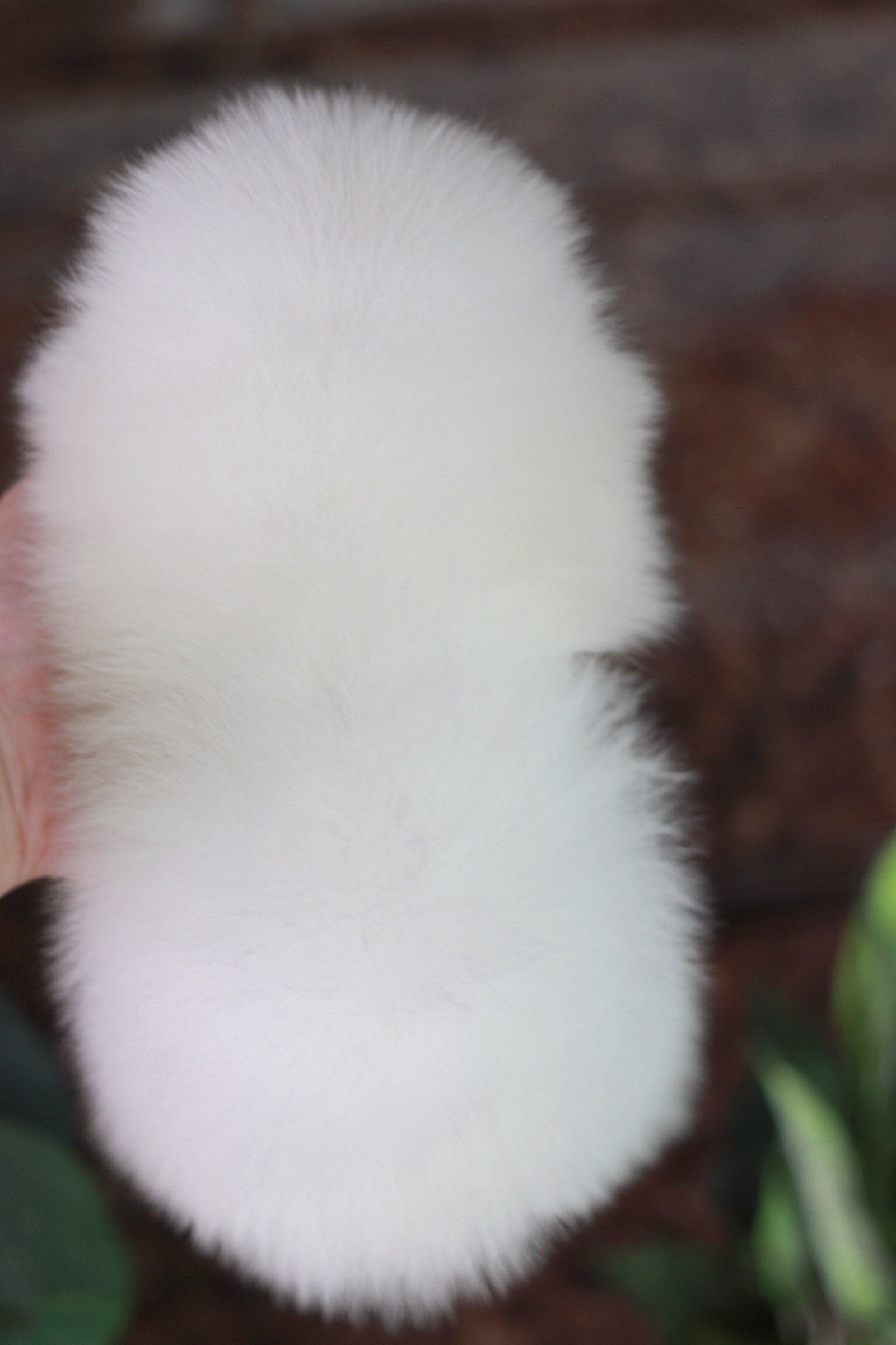 ปอมเมอเรเนียน เพศเมีย