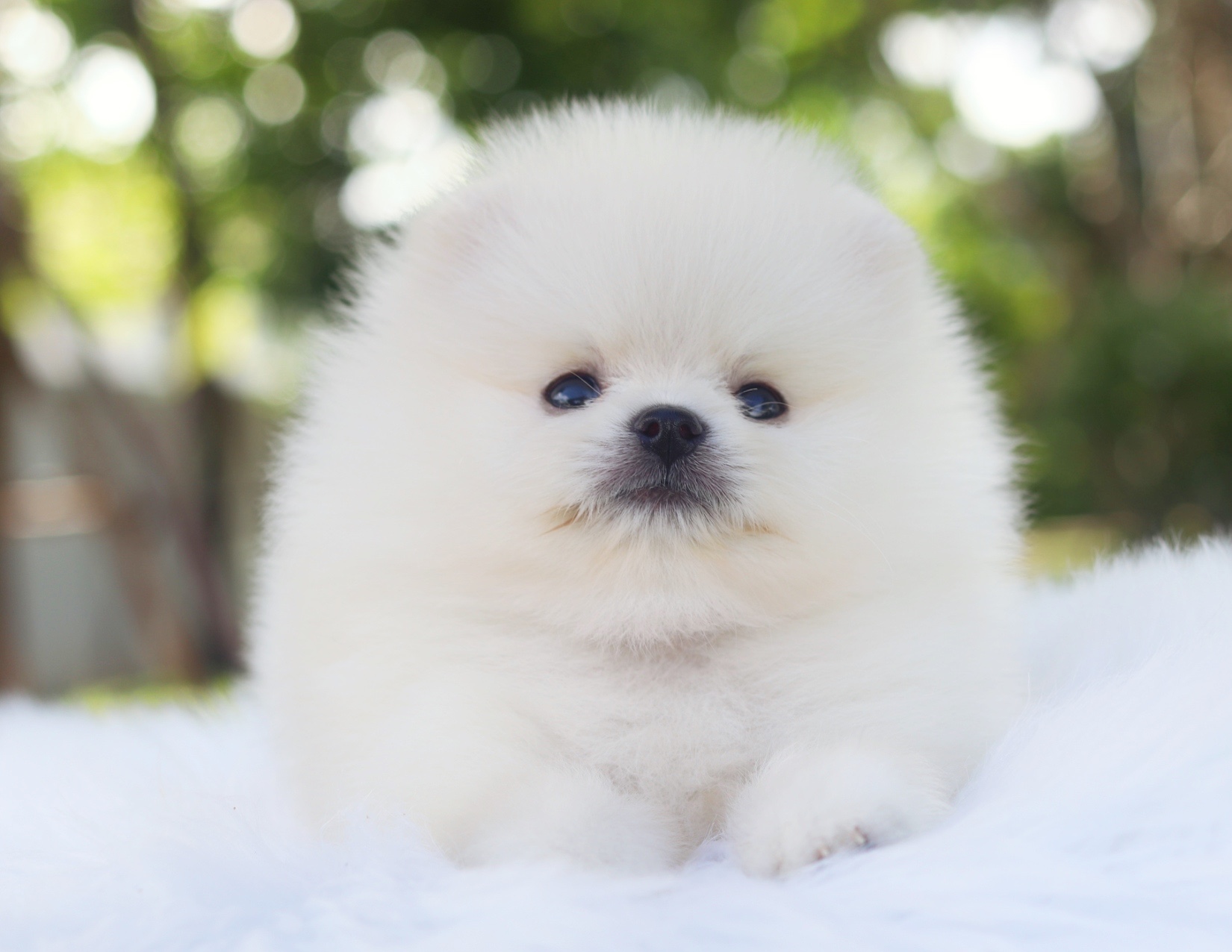 ปอมเมอเรเนียน เพศผู้สีขาวครีม