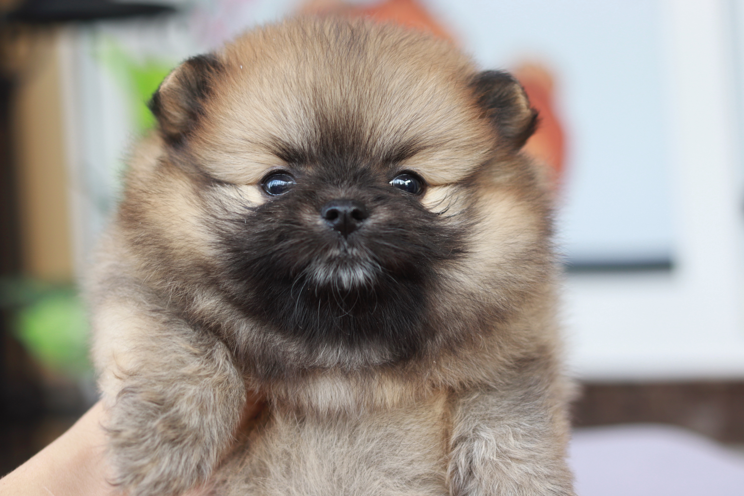 ปอมเมอเรเนียน เพศเมีย