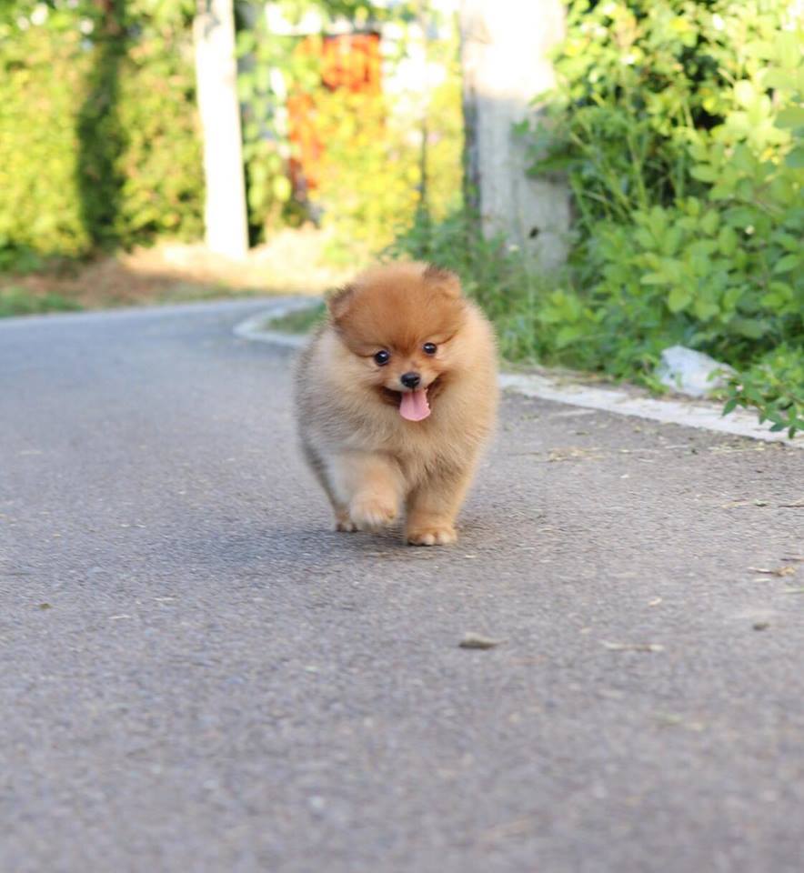 ปอมเมอเรเนียน เพศเมีย