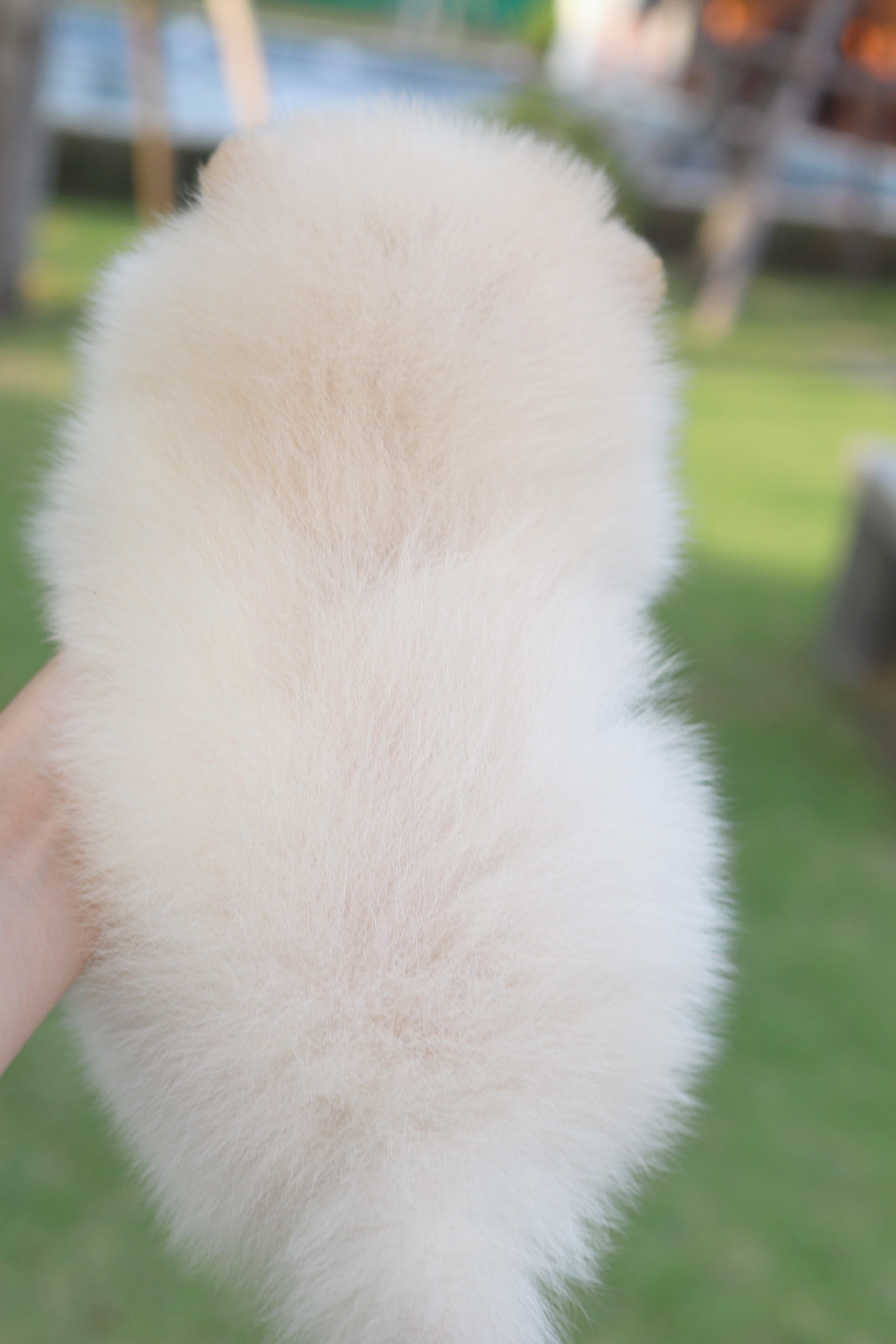 ปอมเมอเรเนียน เพศเมียสีครีม