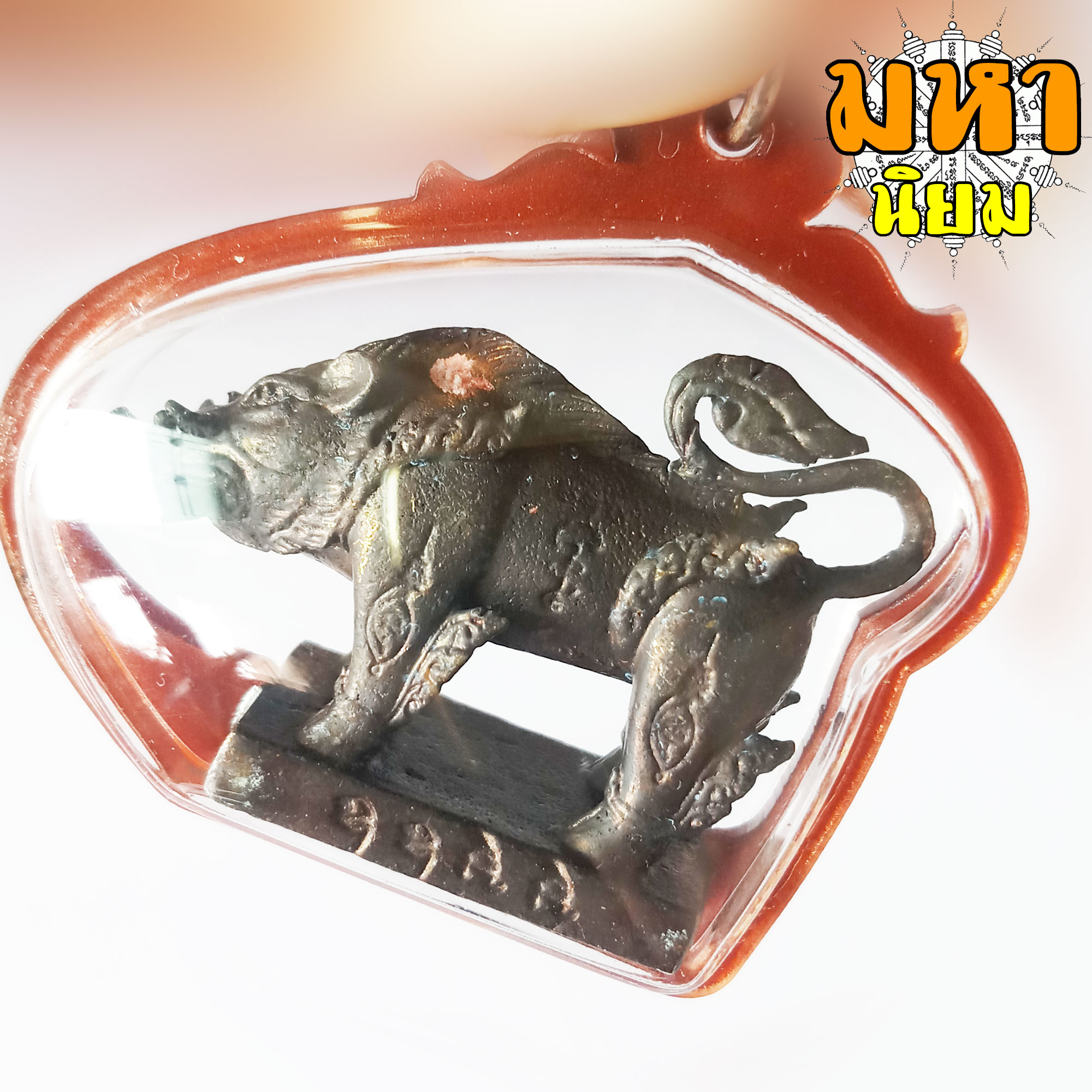 พญาหมูเขี้ยวเพชร หลวงปู่กาหลง เขี้ยวแก้ว วัดเขาแหลม จ.สระแก้ว