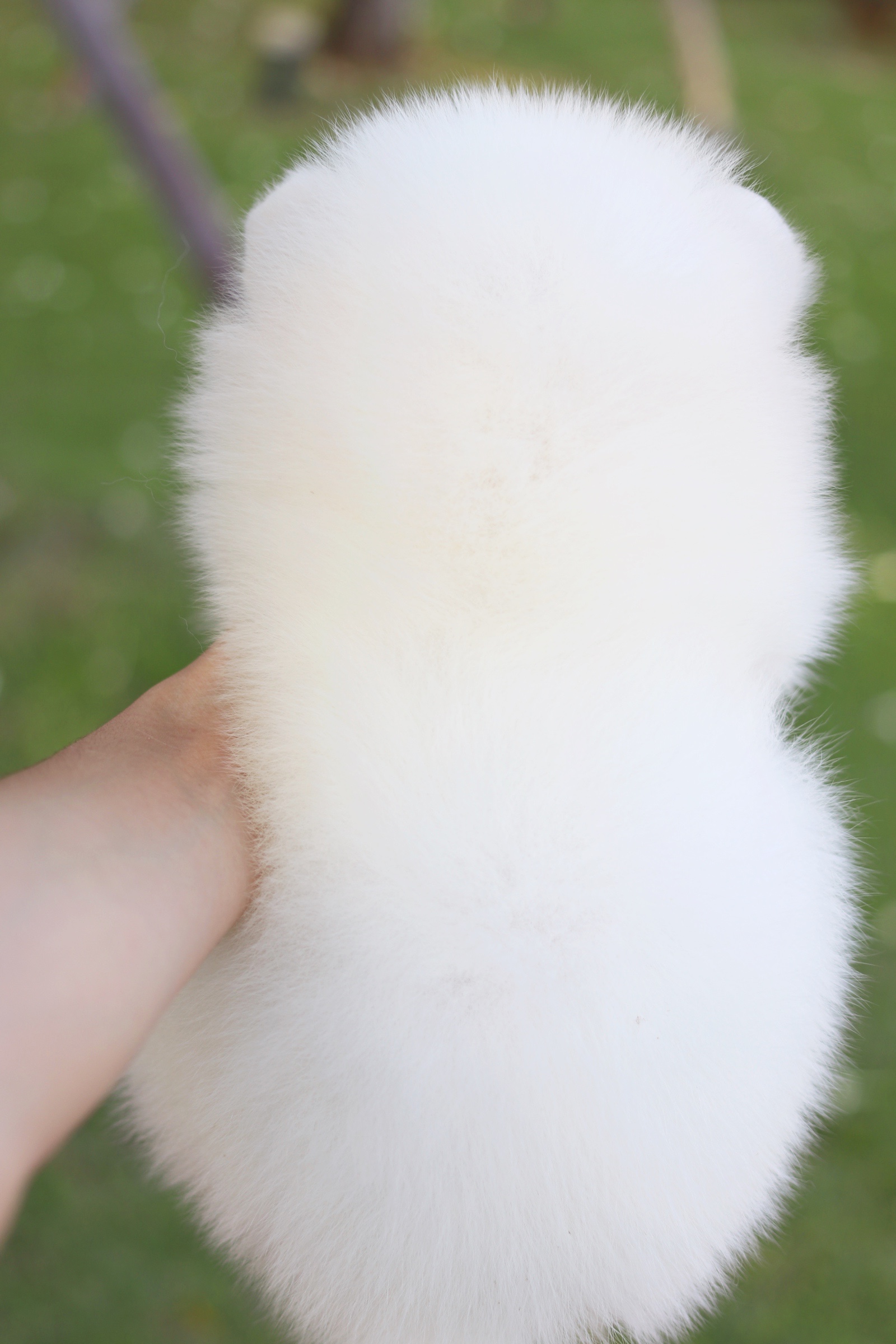 ปอมเมอเรเนียน เพศเมีย สีขาวครีม หน้าฟ็อก