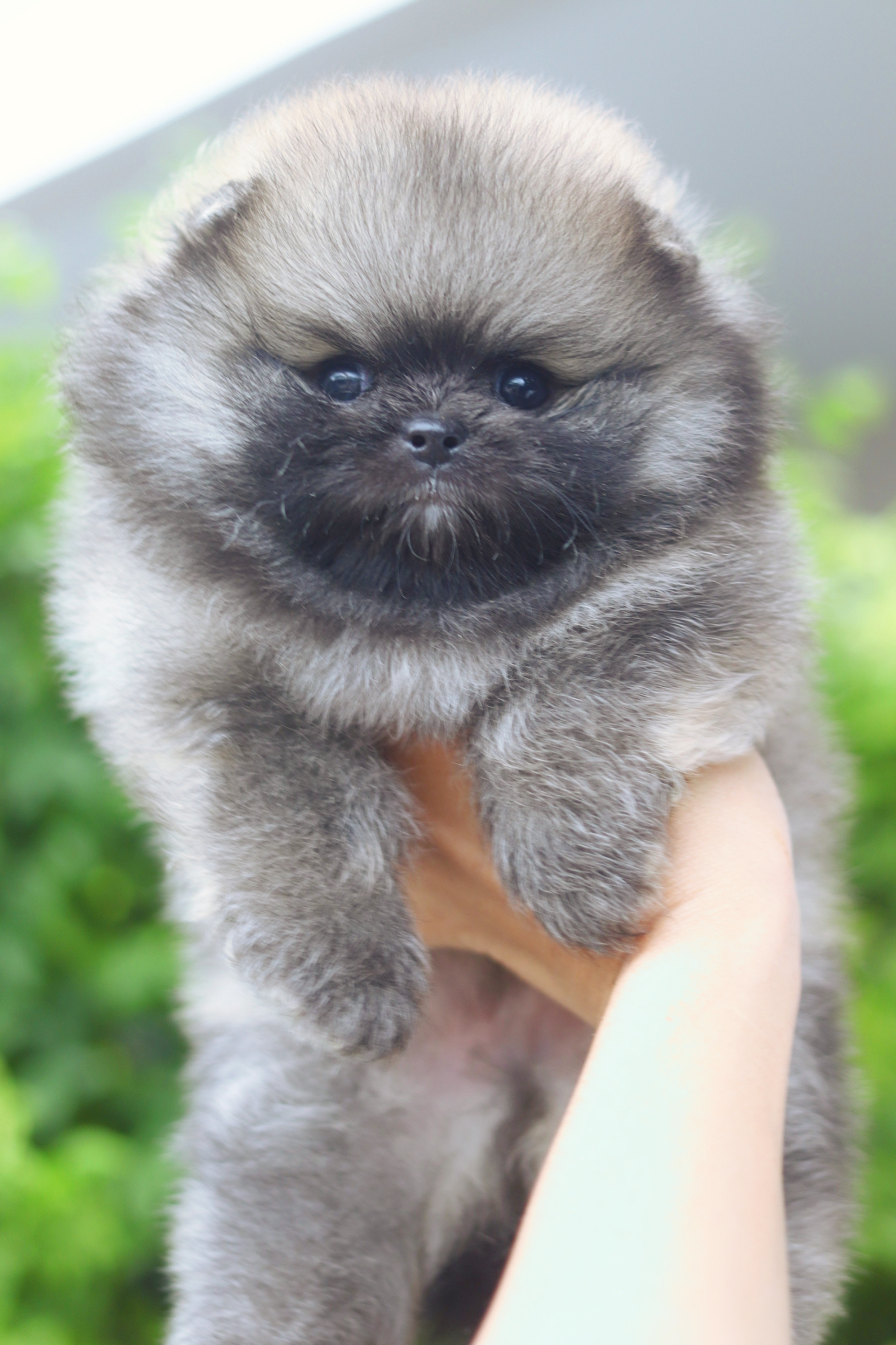 ปอมเมอเรเนียน เพศผู้สีส้ม เกรดโชว์