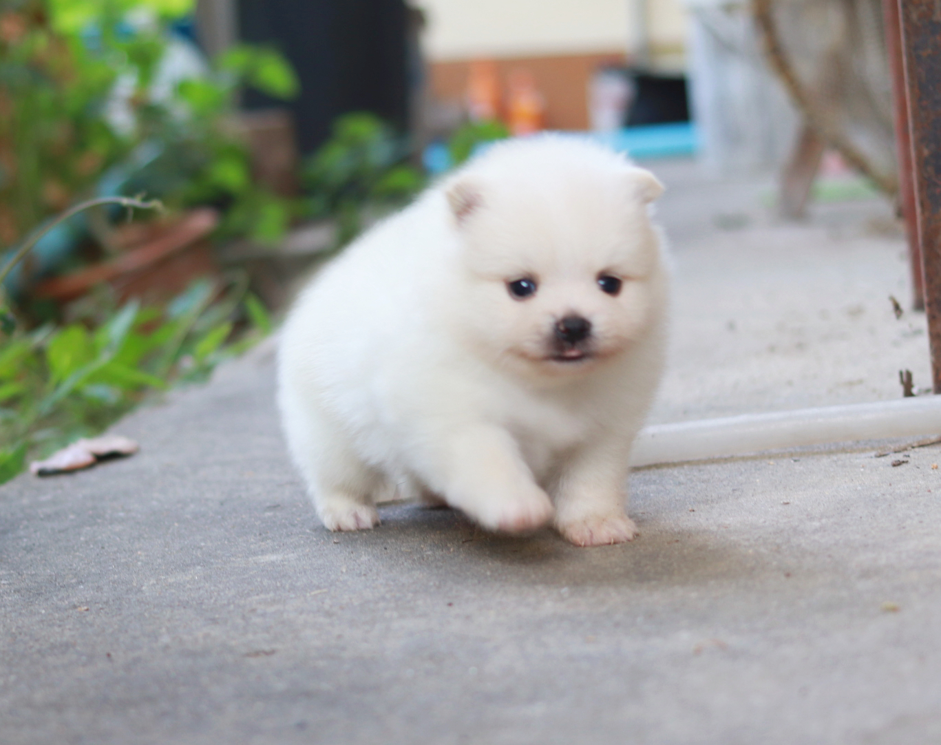 ปอมเมอเรเนียน เพศผู้ขาว