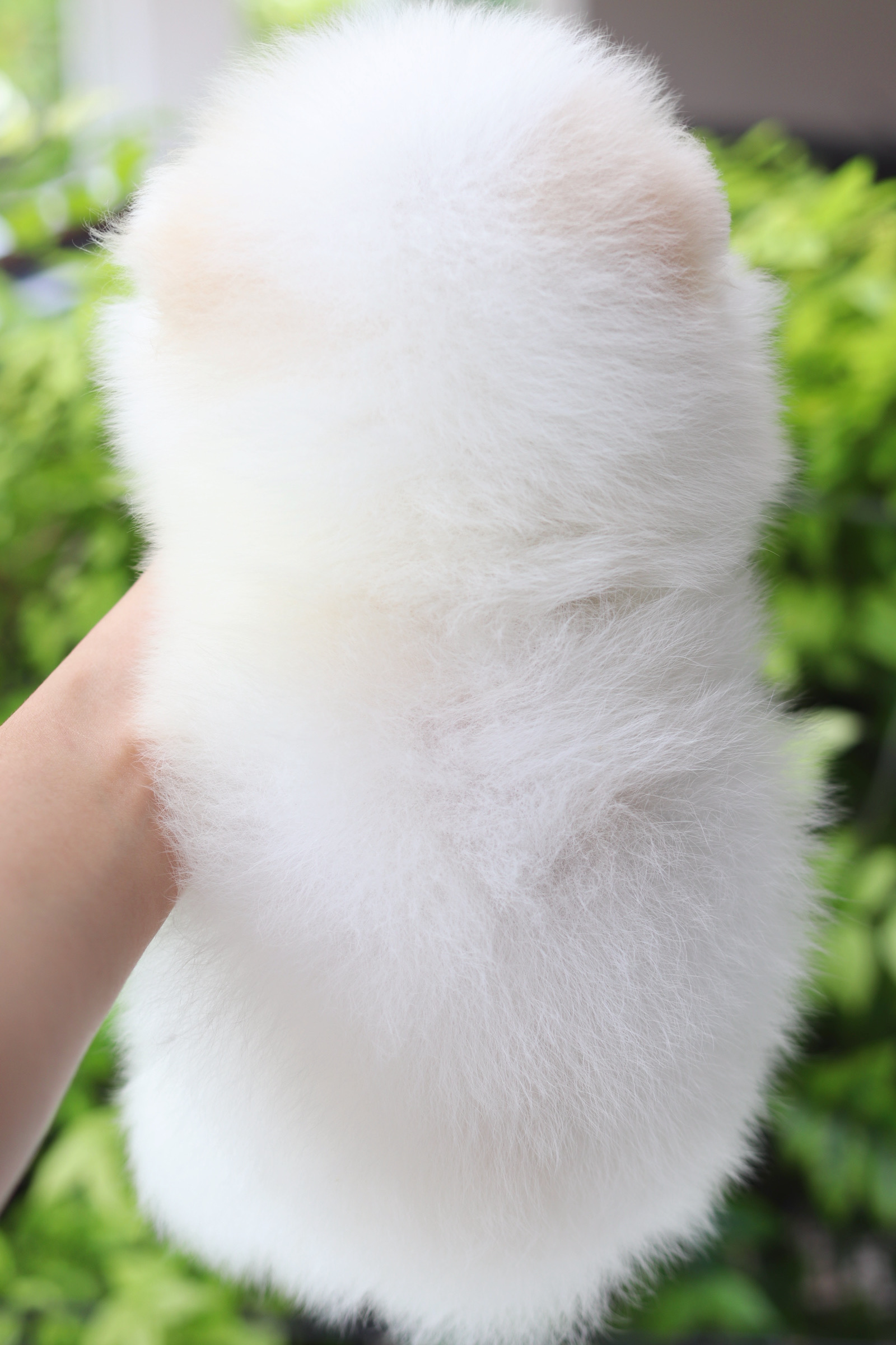 ปอมเมอเรเนียน เพศผู้สีขาวครีม