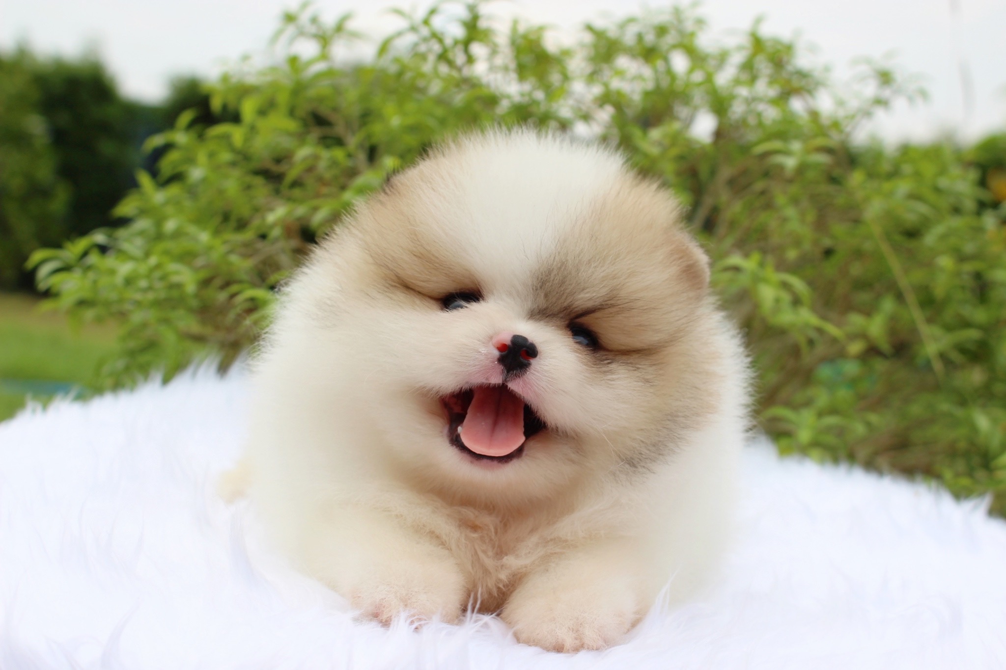 ปอมเมอเรเนียน เพศผู้ สีแฟนซีเกรดโชว์