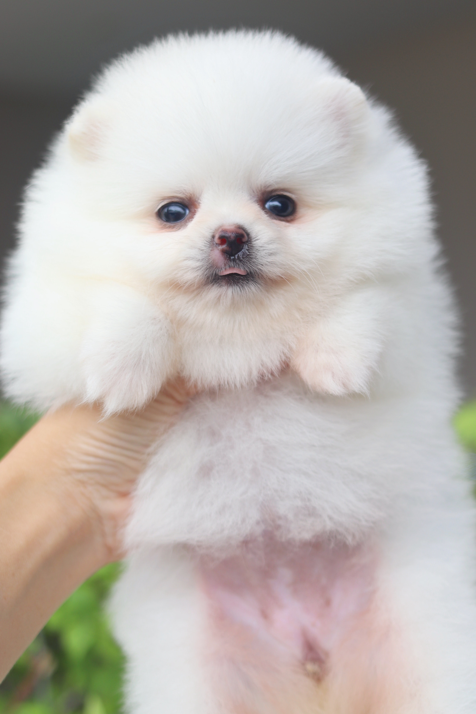 ปอมเมอเรเนียน เพศเมียสีขาวครีม