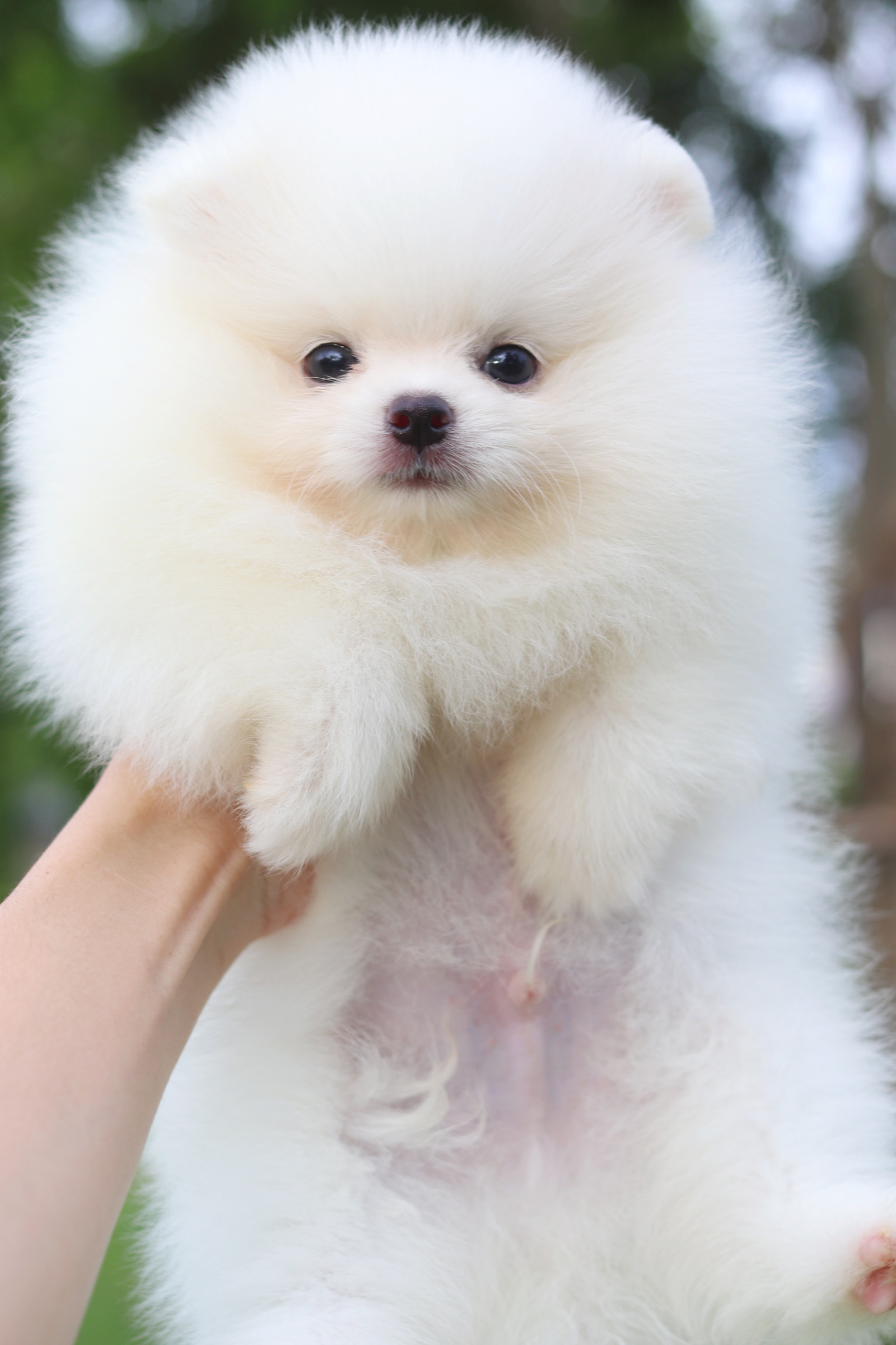 ปอมเมอเรเนียน เพศผู้สีขาวครีม เกรดโชว์