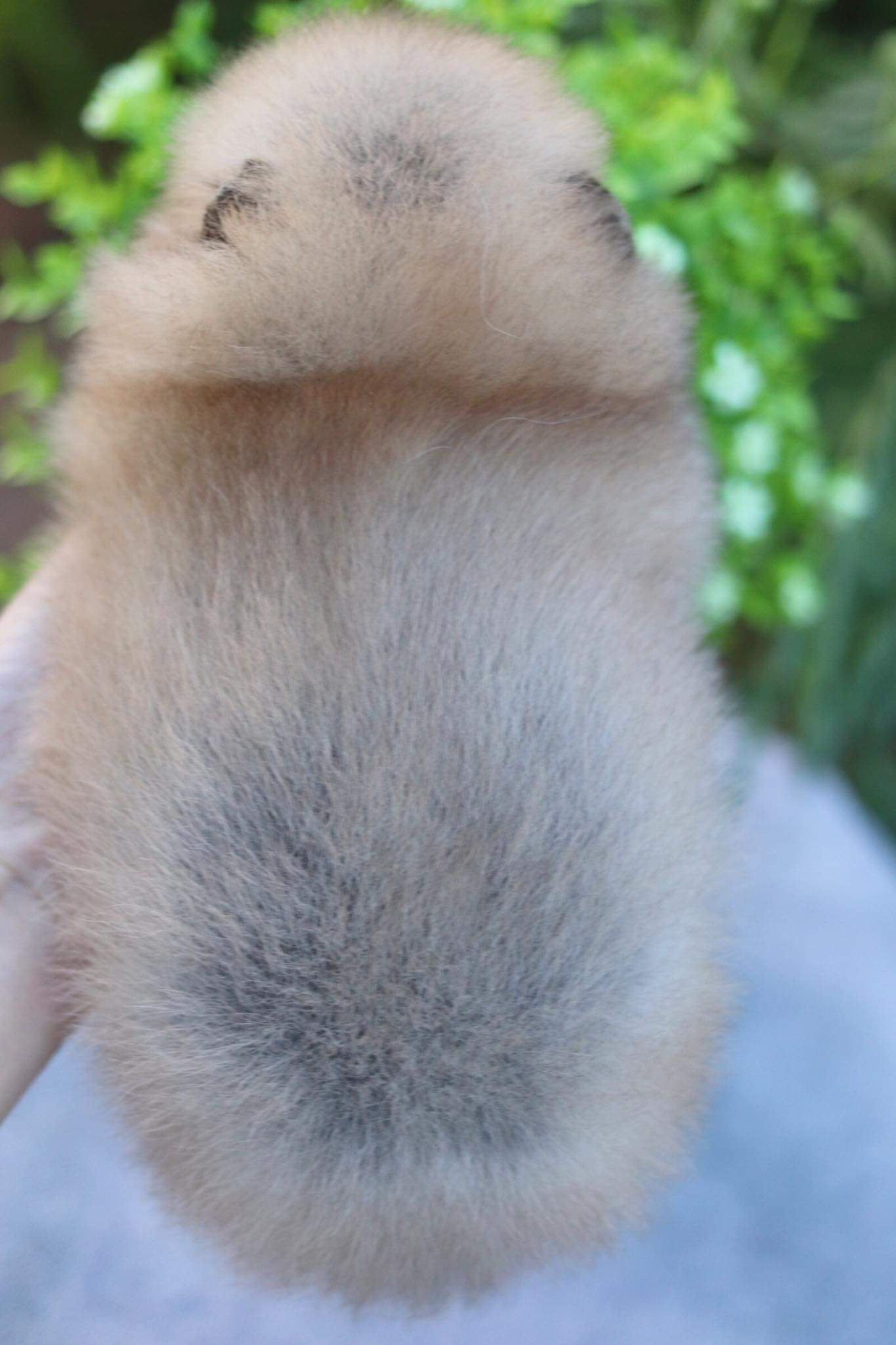 ปอมเมอเรเนียน เพศเมีย