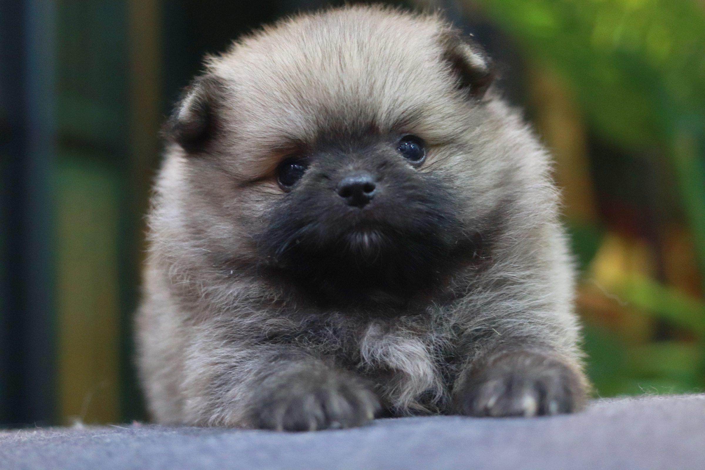 ปอมเมอเรเนียน เพศผู้