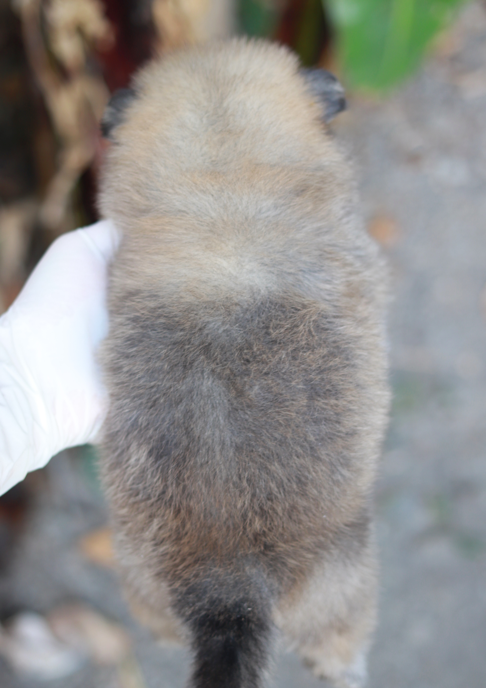 ปอมเมอเรเนียน เพศผู้