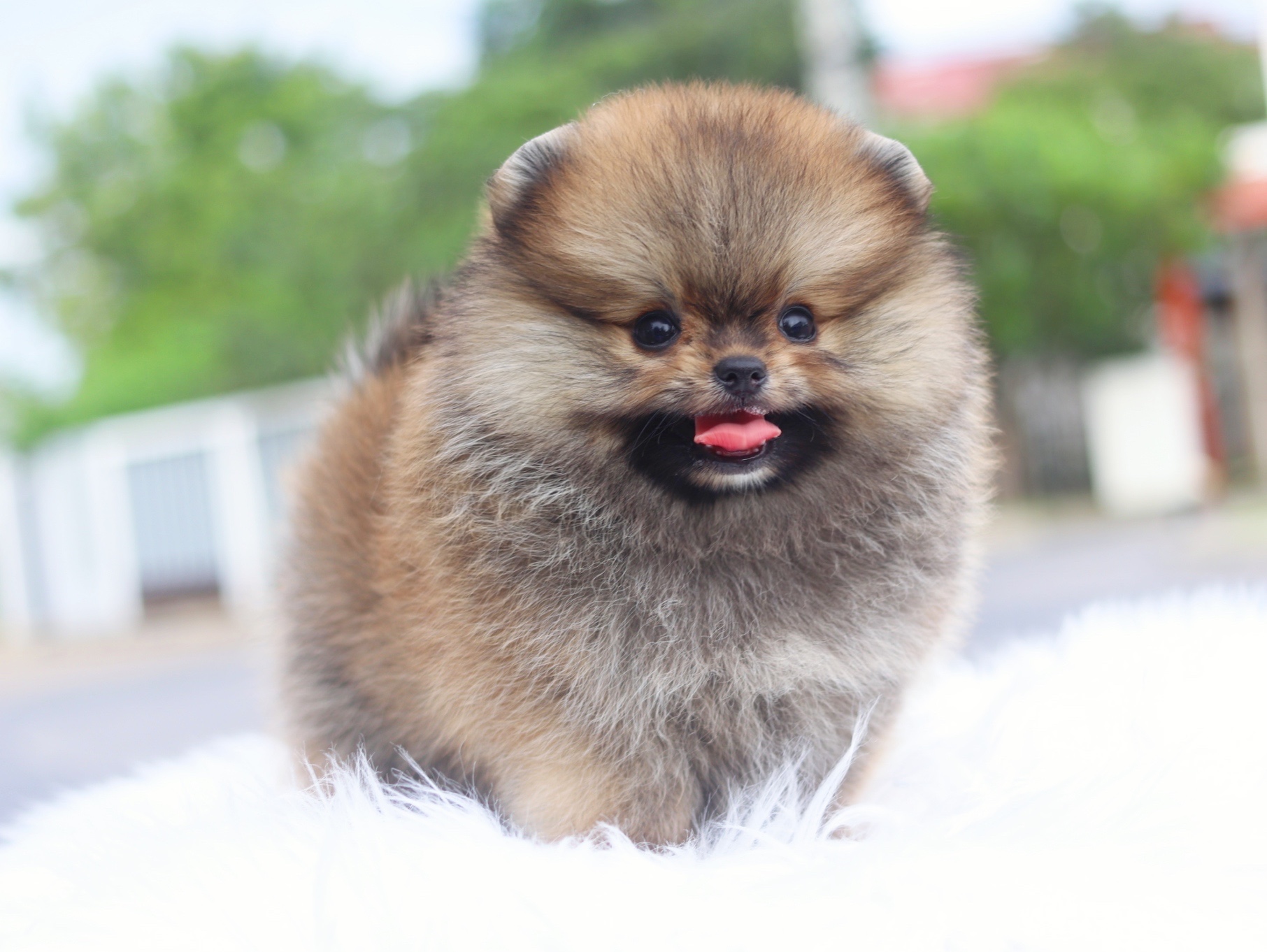 ปอมเมอเรเนียน เพศผู้สีส้ม