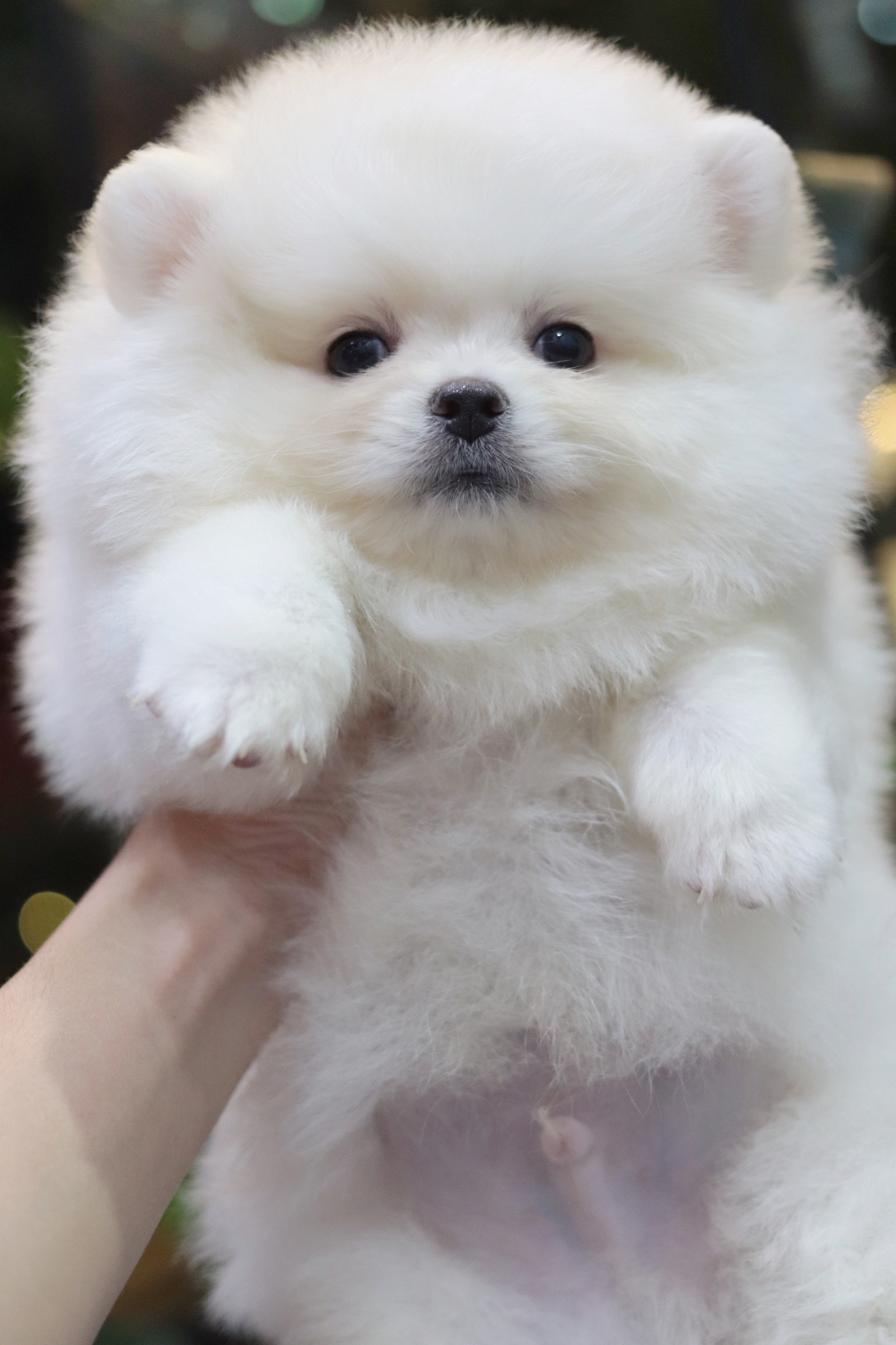 ปอมเมอเรเนียน เพศผู้สีขาวครีม