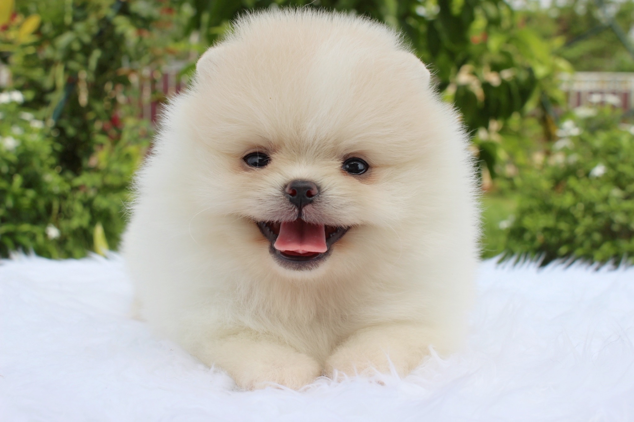 ปอมเมอเรเนียน เพศผู้ ขาวครีม